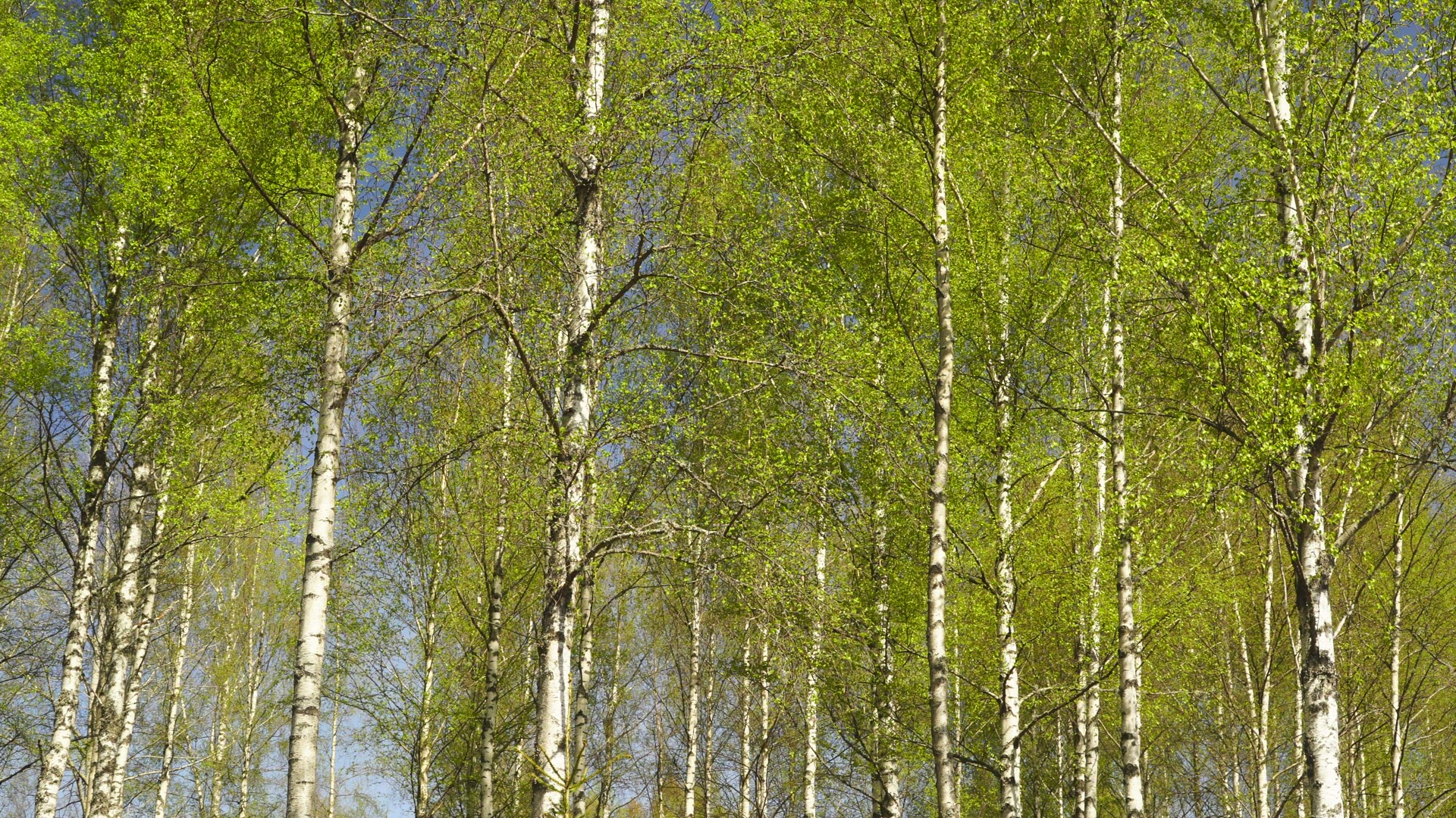 many birch trees - white tree trunks - tilt
