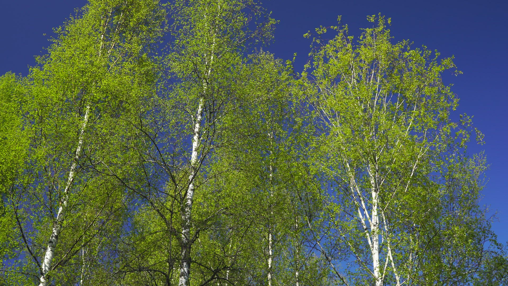 birch trees in wind  - spring - green colours