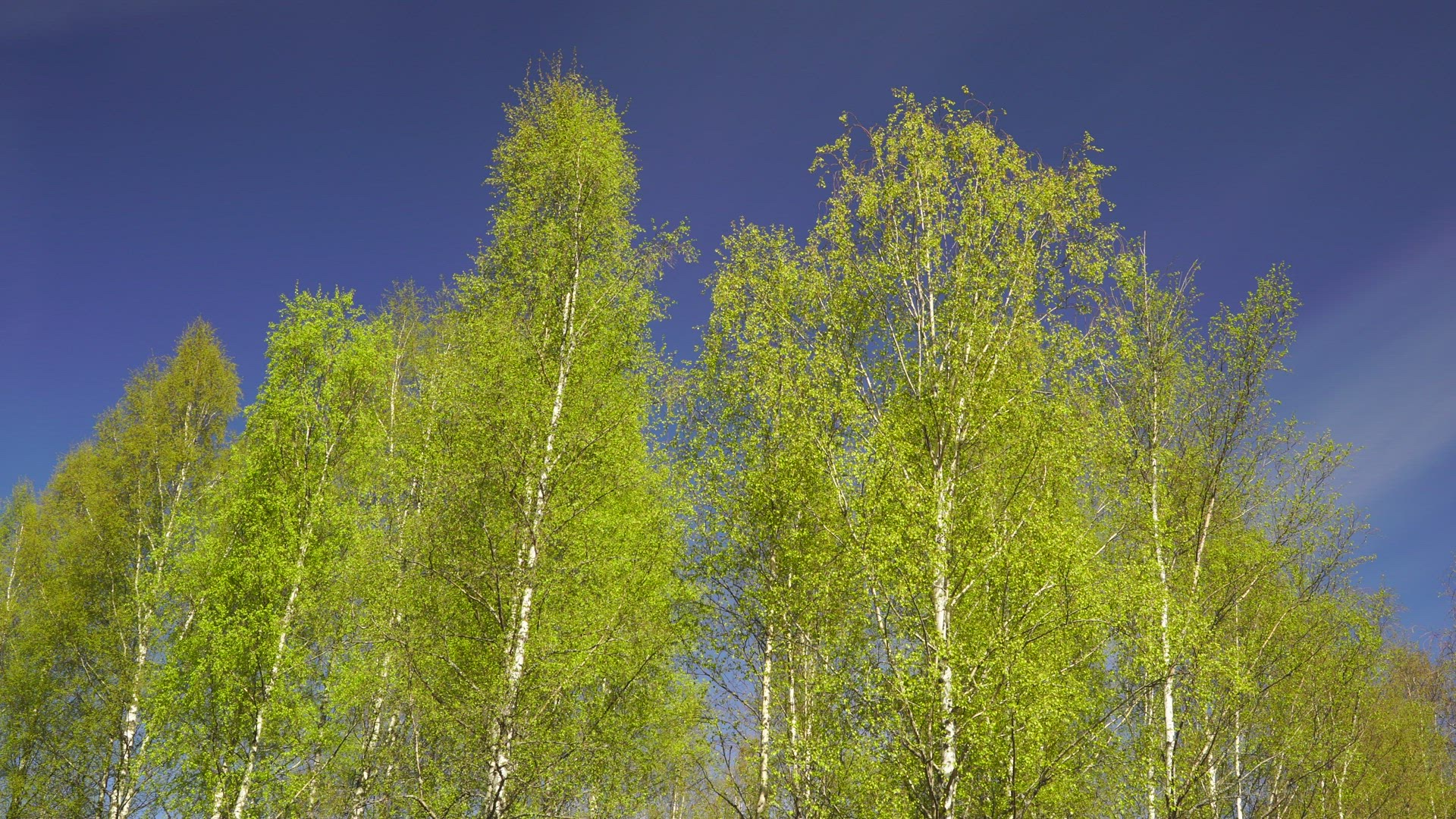 many birch trees - tree trunks 
