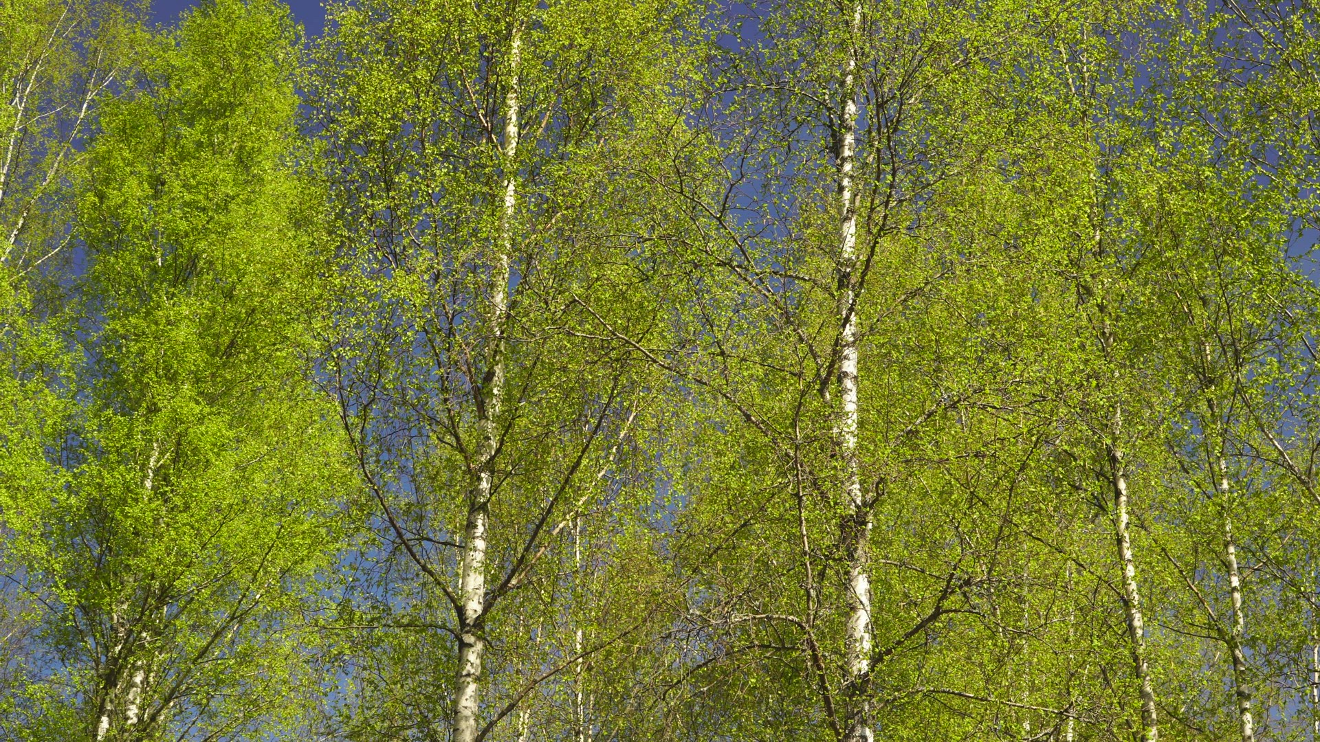 birch trees in green spring colours