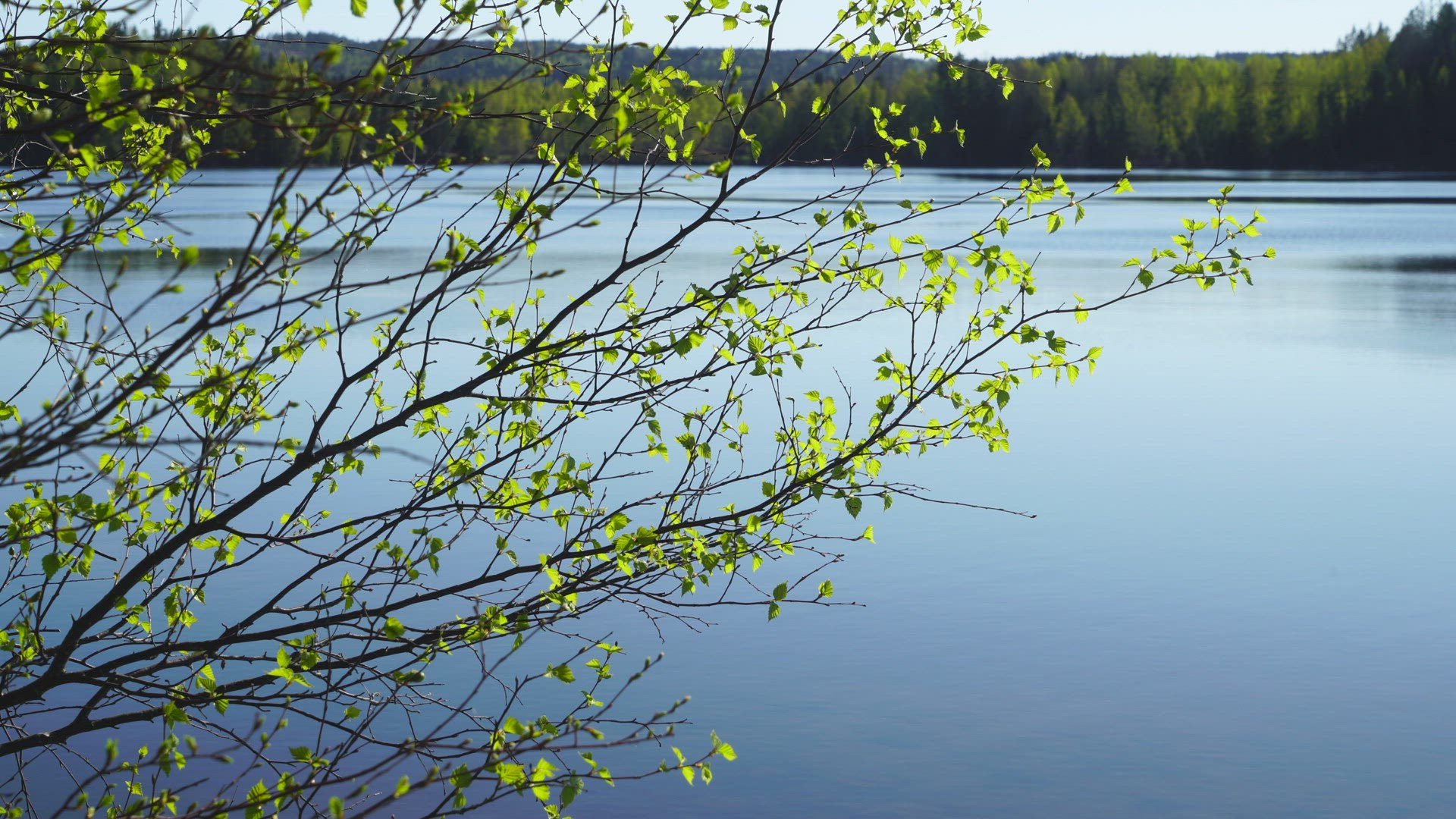 birch tree branches with leaves - lake and forest landscape in background