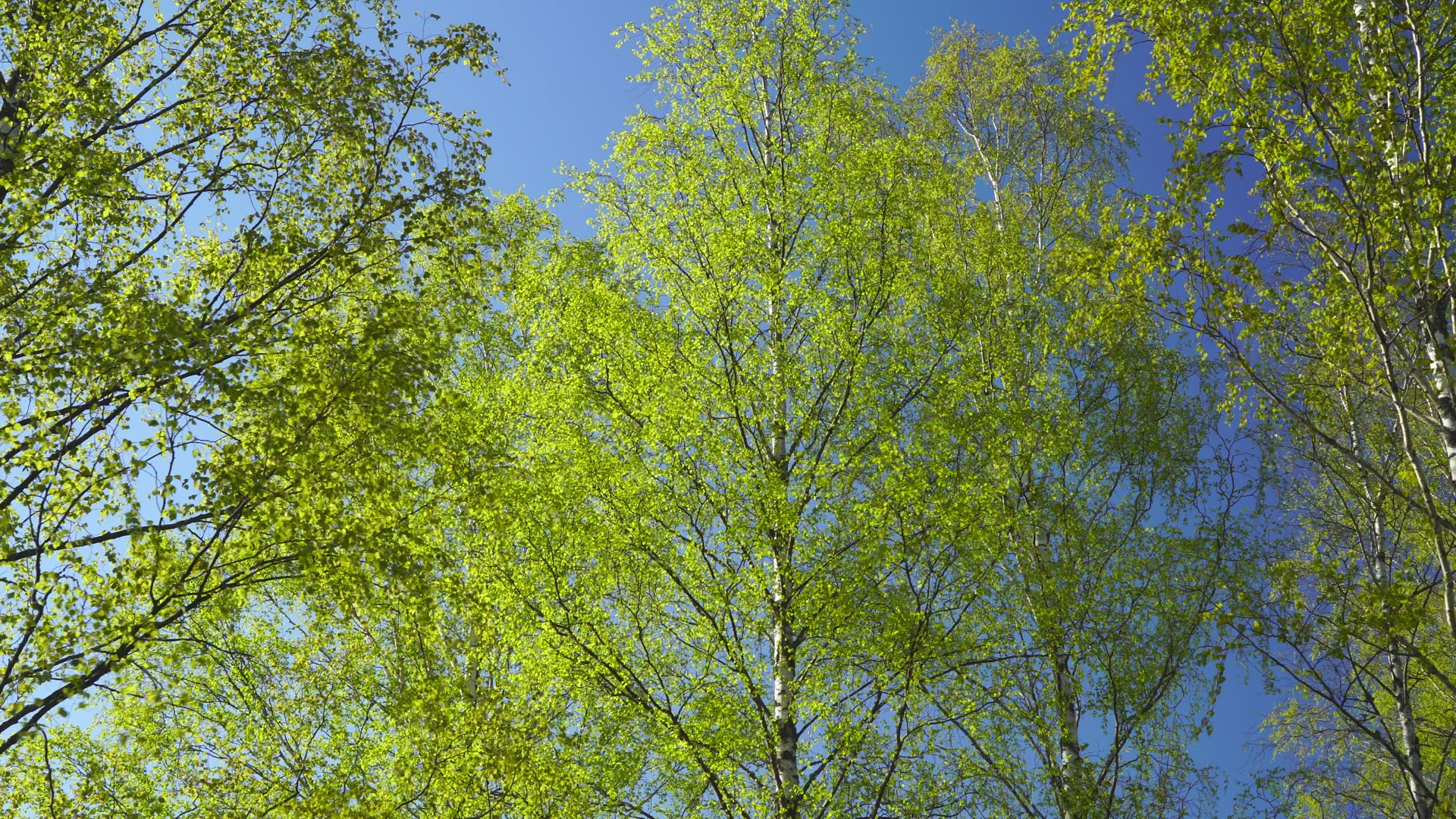birch trees in green spring colours - green leaves in trees