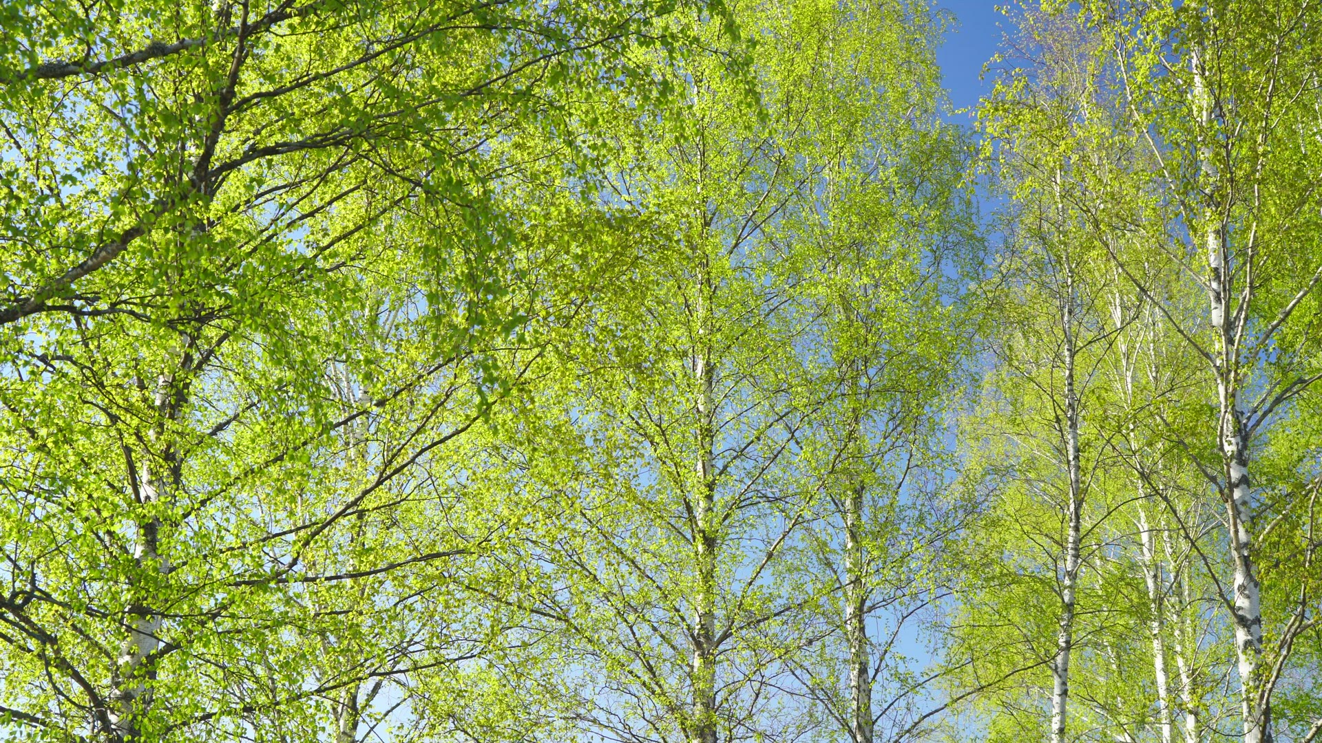 birch trees in spring colours - pan