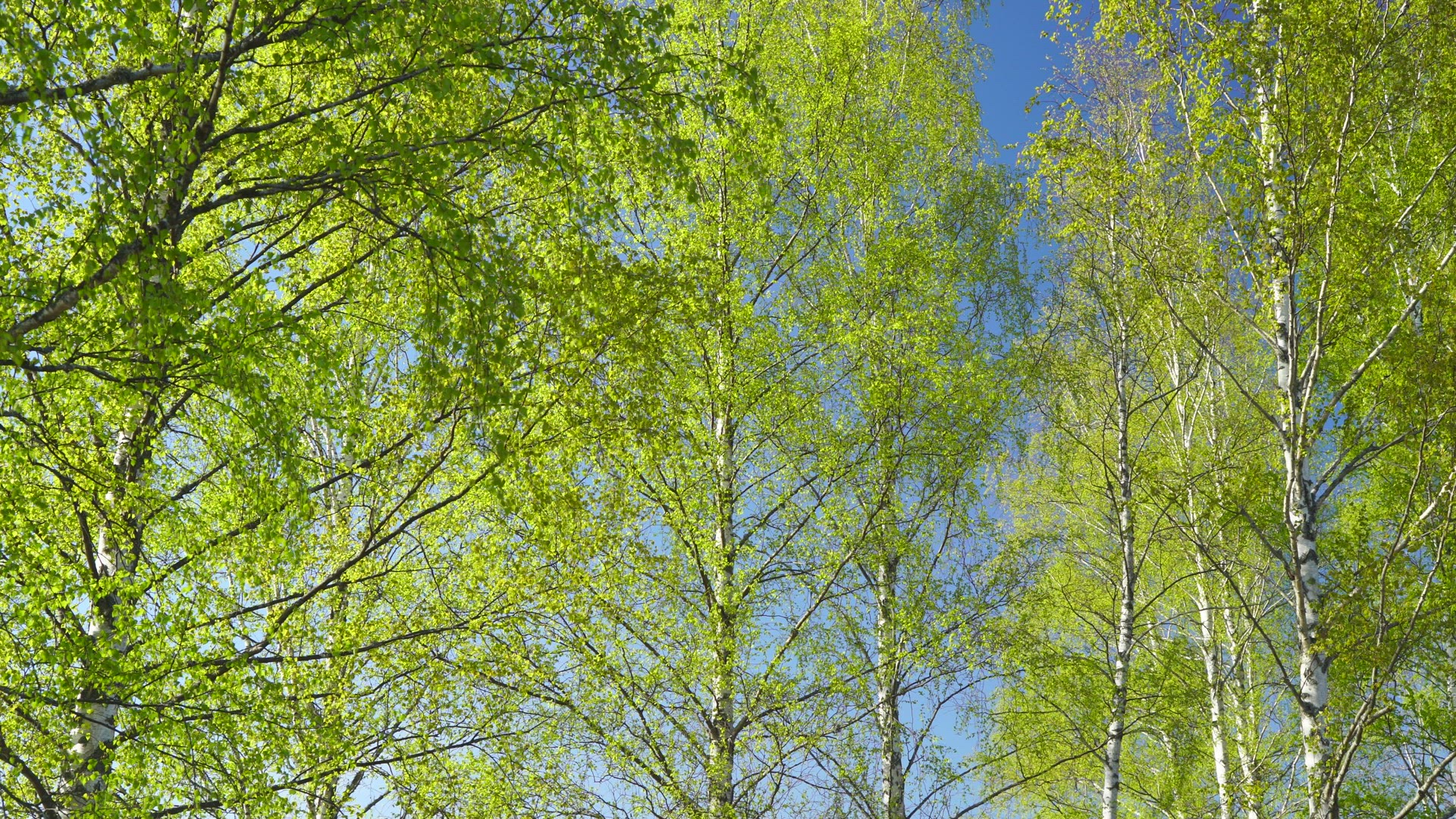 birch trees in green spring colours - green leaves in trees - blossom