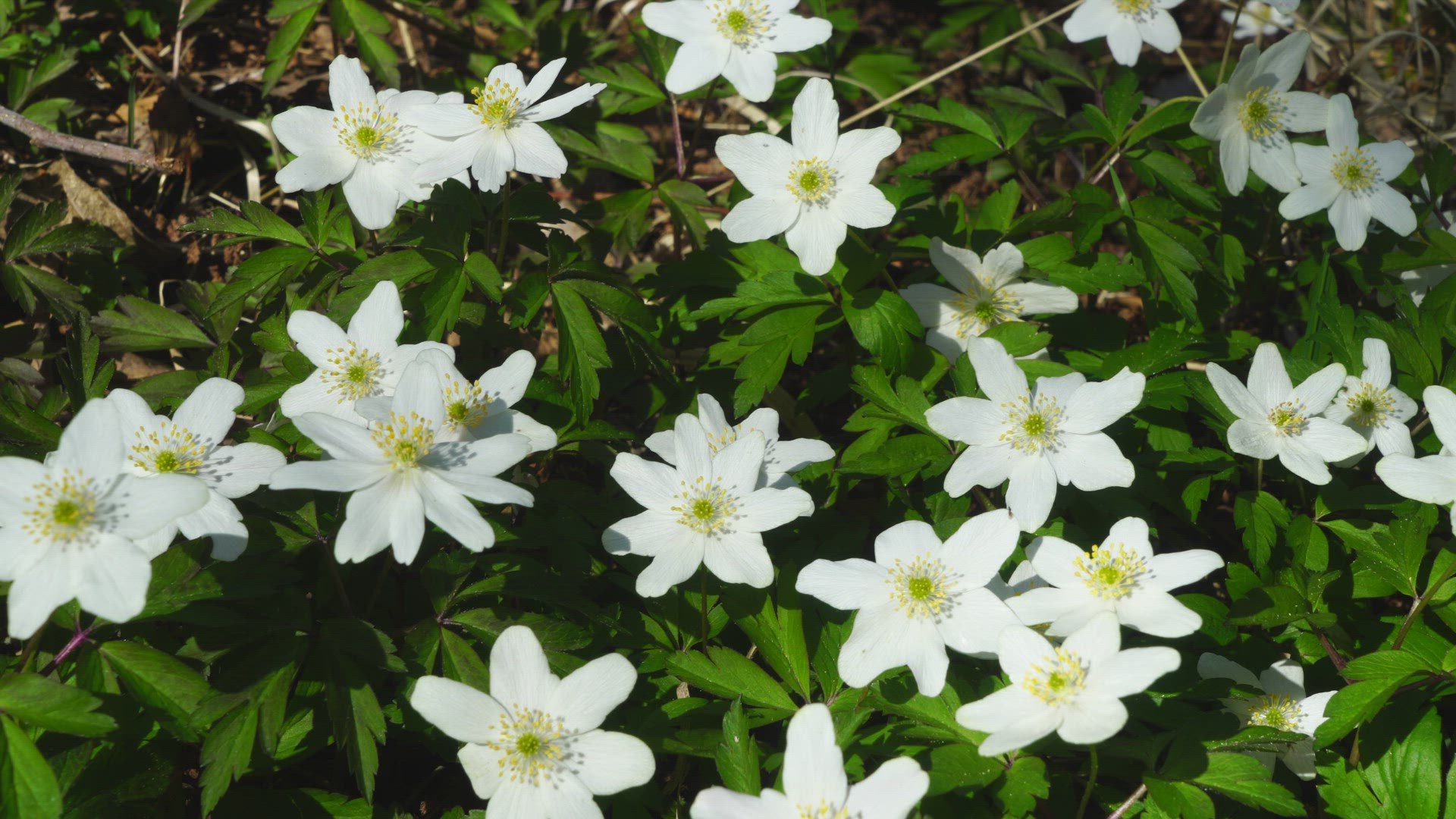 wood anemones