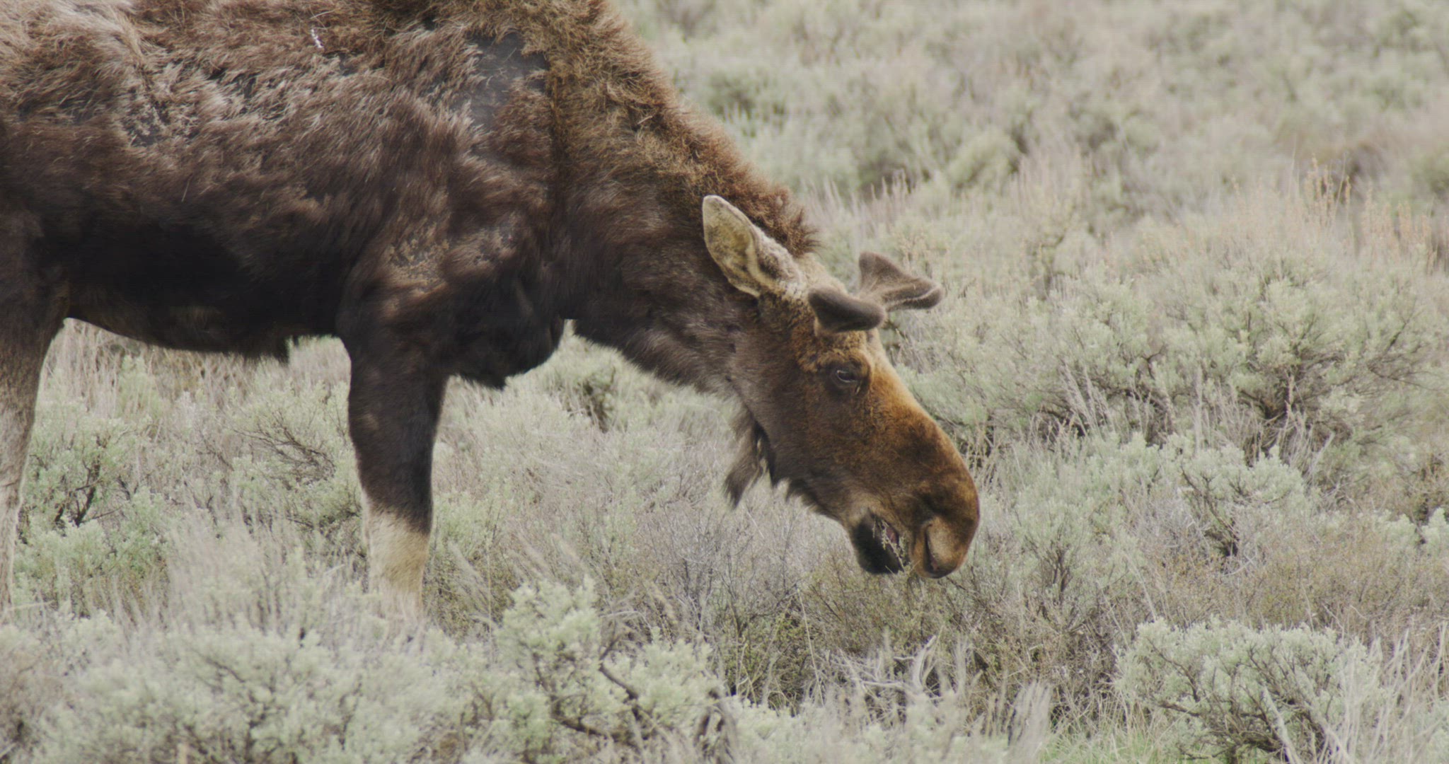 Moose eating grass in Grand Teton valley