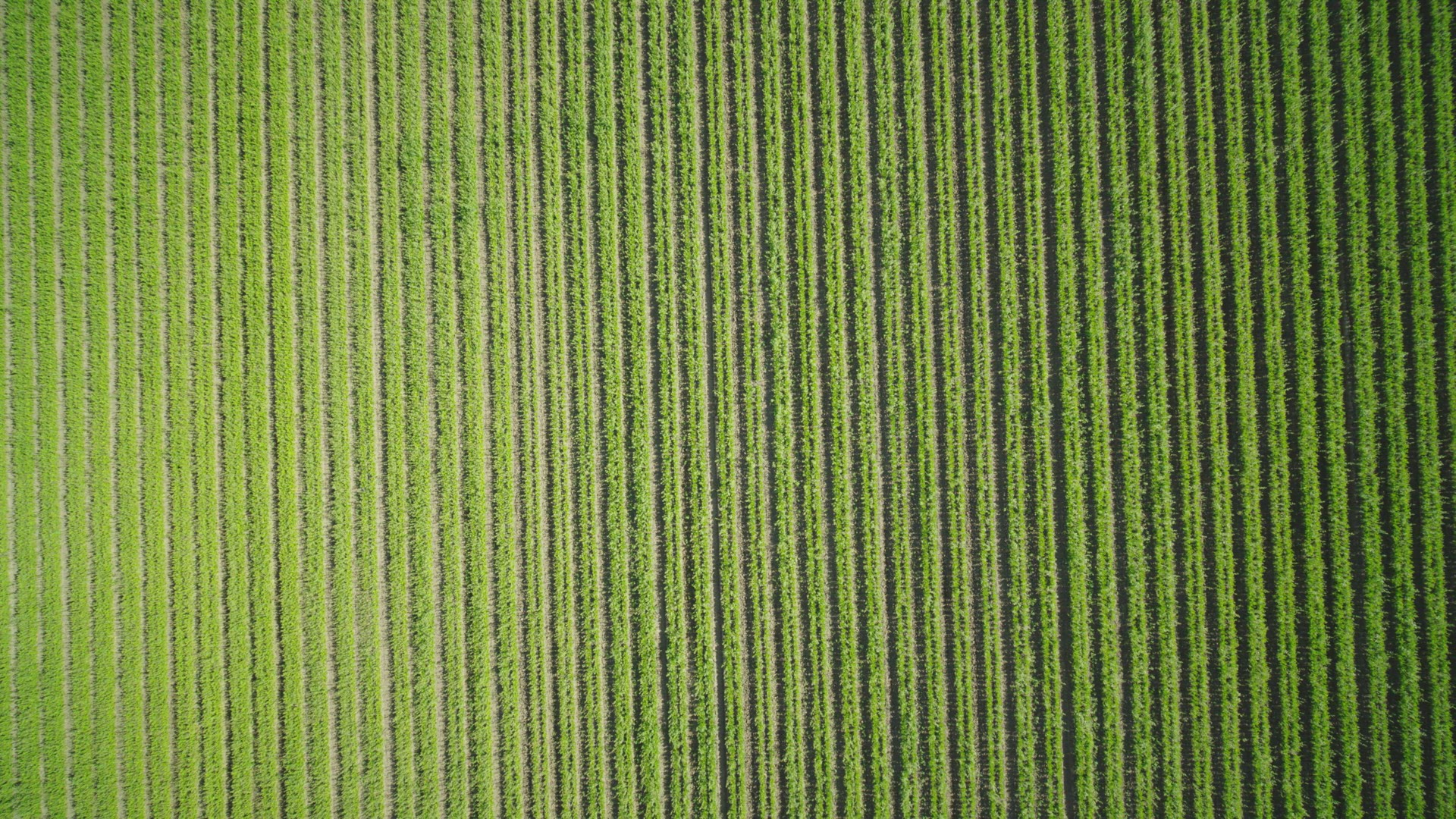 Top down view of crops in a field