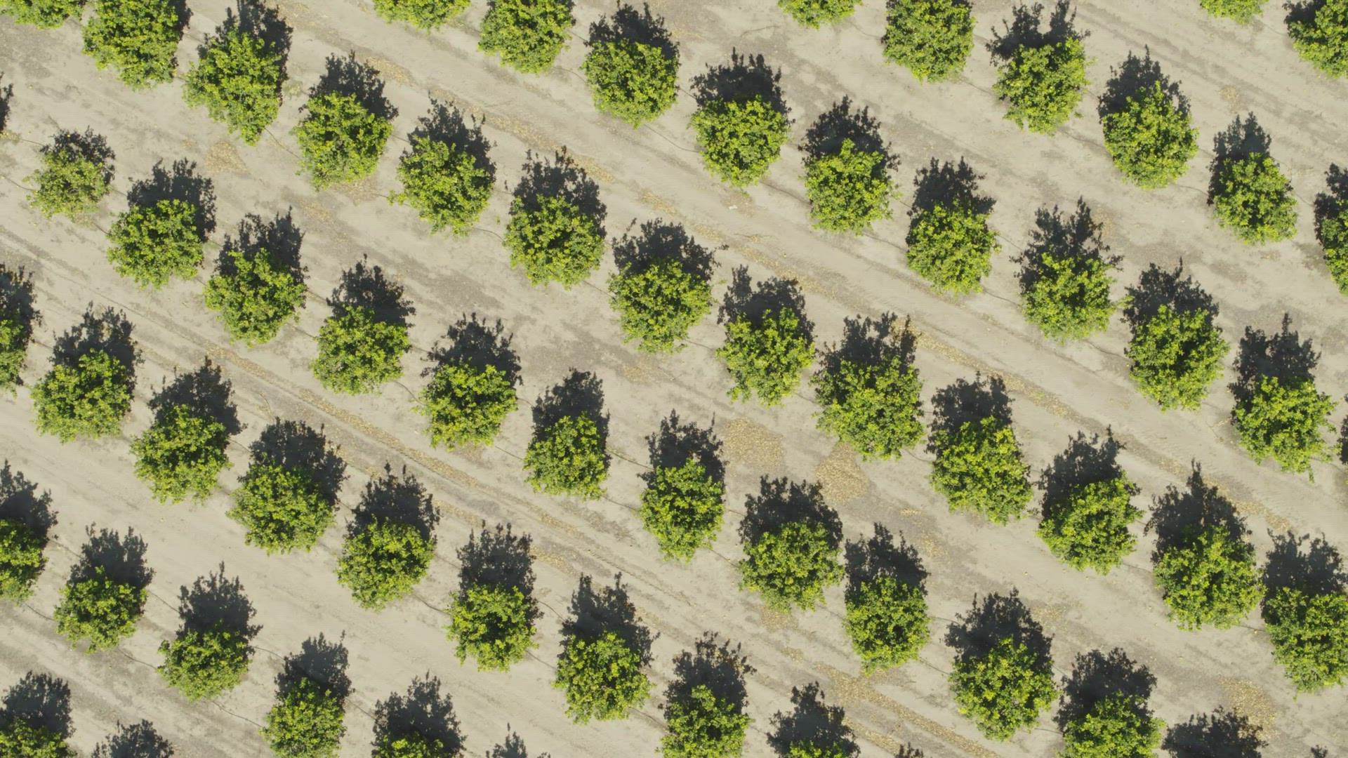 Aerial shot of produce plants growing in field