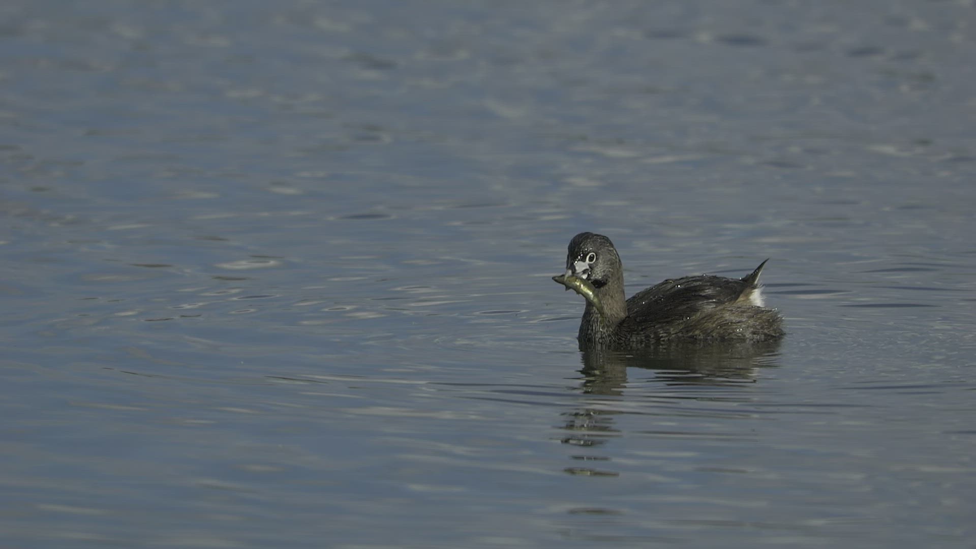 Pied-Billed Grebe
