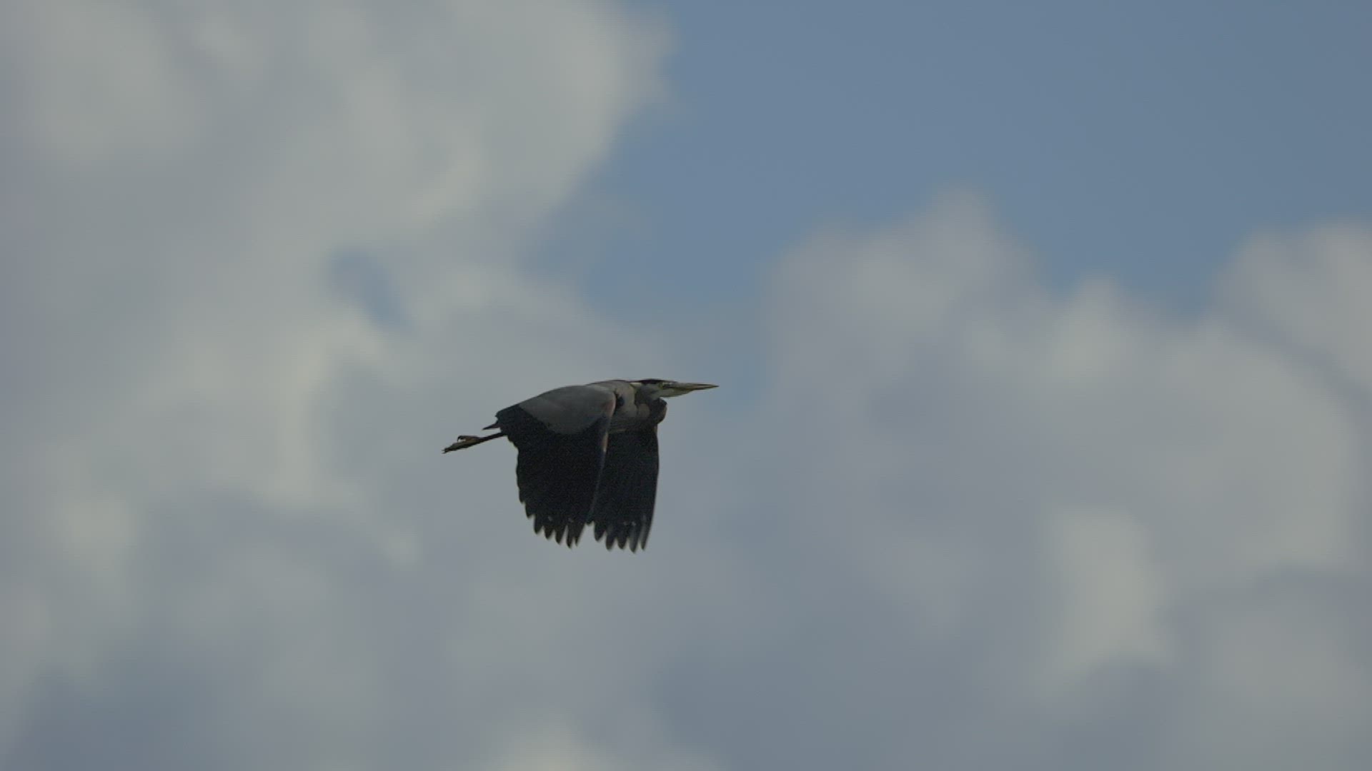 Heron In Flight