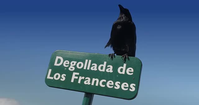 4K, Raven sitting on a signpost, closeup
