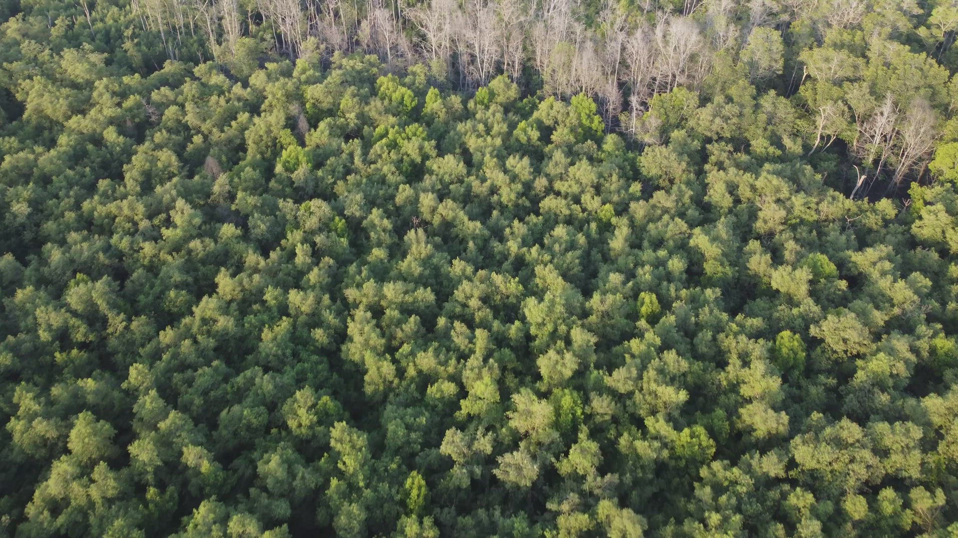 Aerial view fly from green to bare mangrove tree