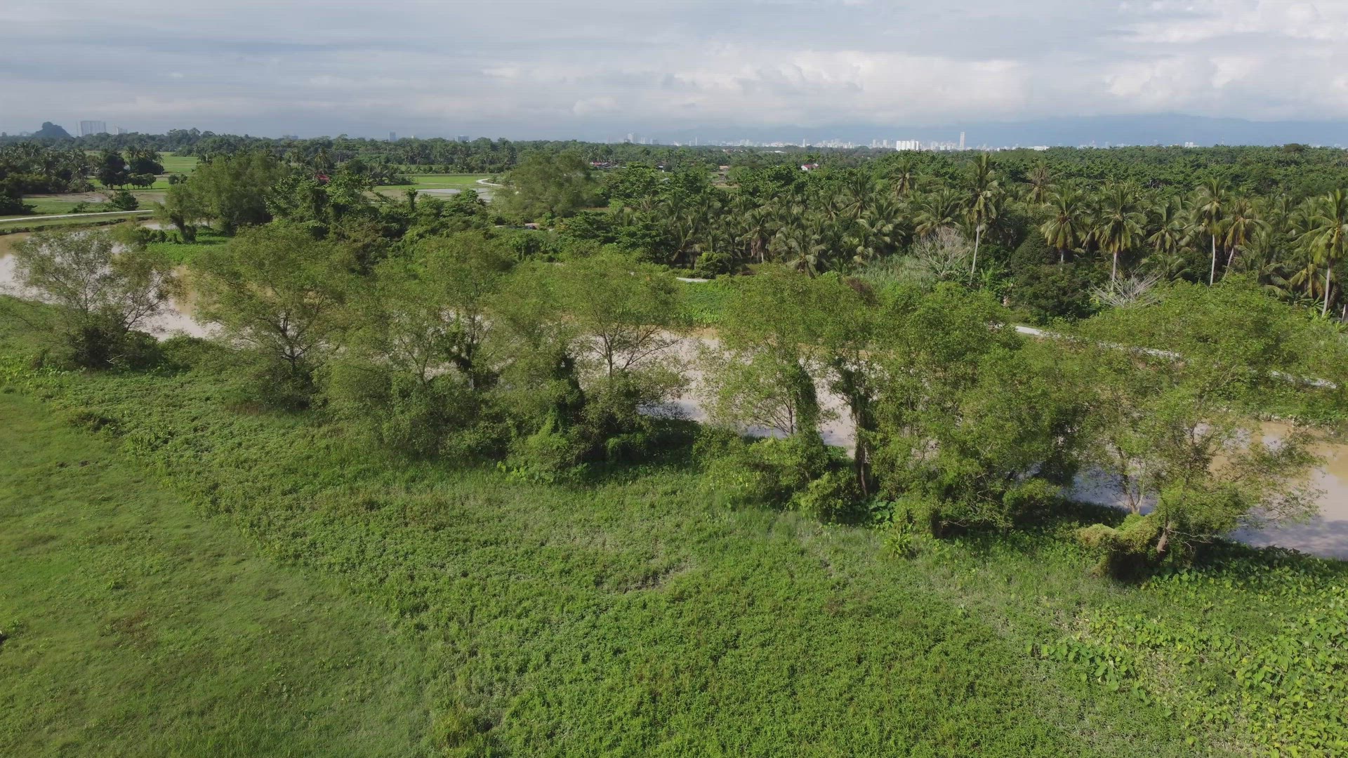 Aerial fly toward mangrove tree beside Sungai Perai