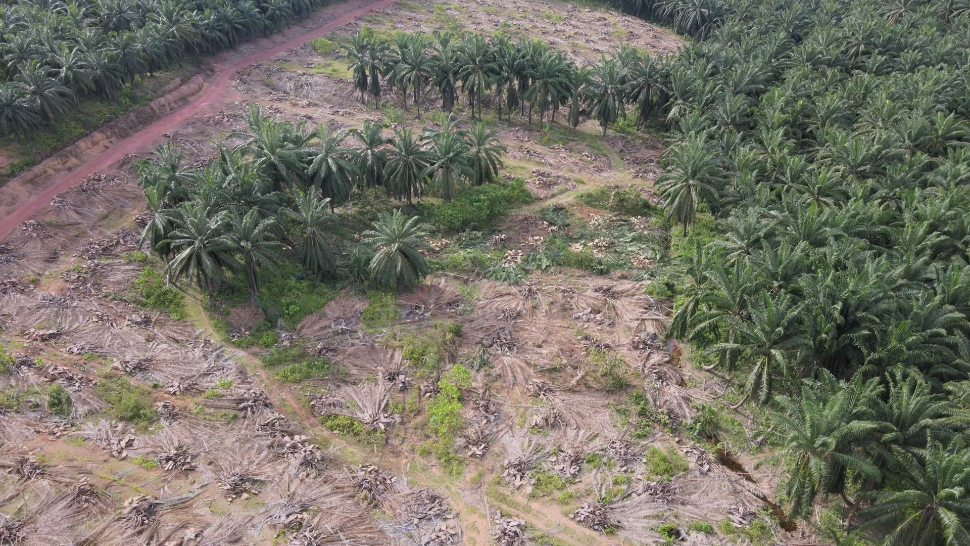 Aerial view land clearing activity at Malaysia