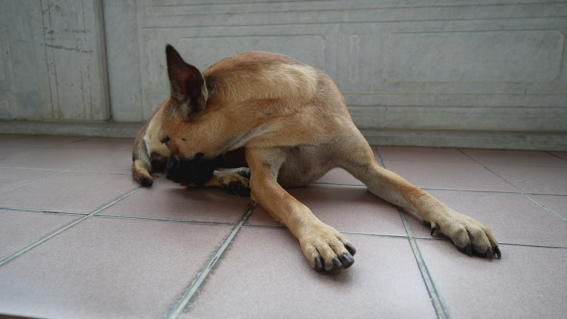 A dog lick its leg at floor