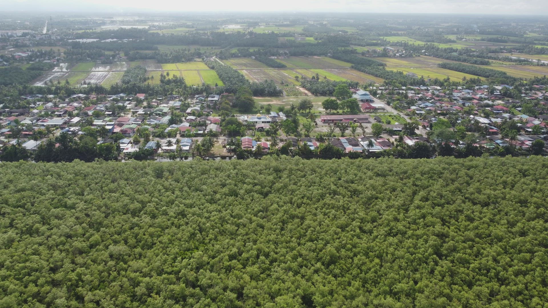 Aerial fly toward the kampung beside mangrove forest