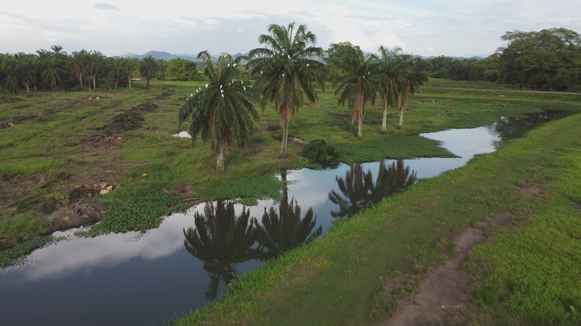 Aerial fly toward oil palm tree beside river