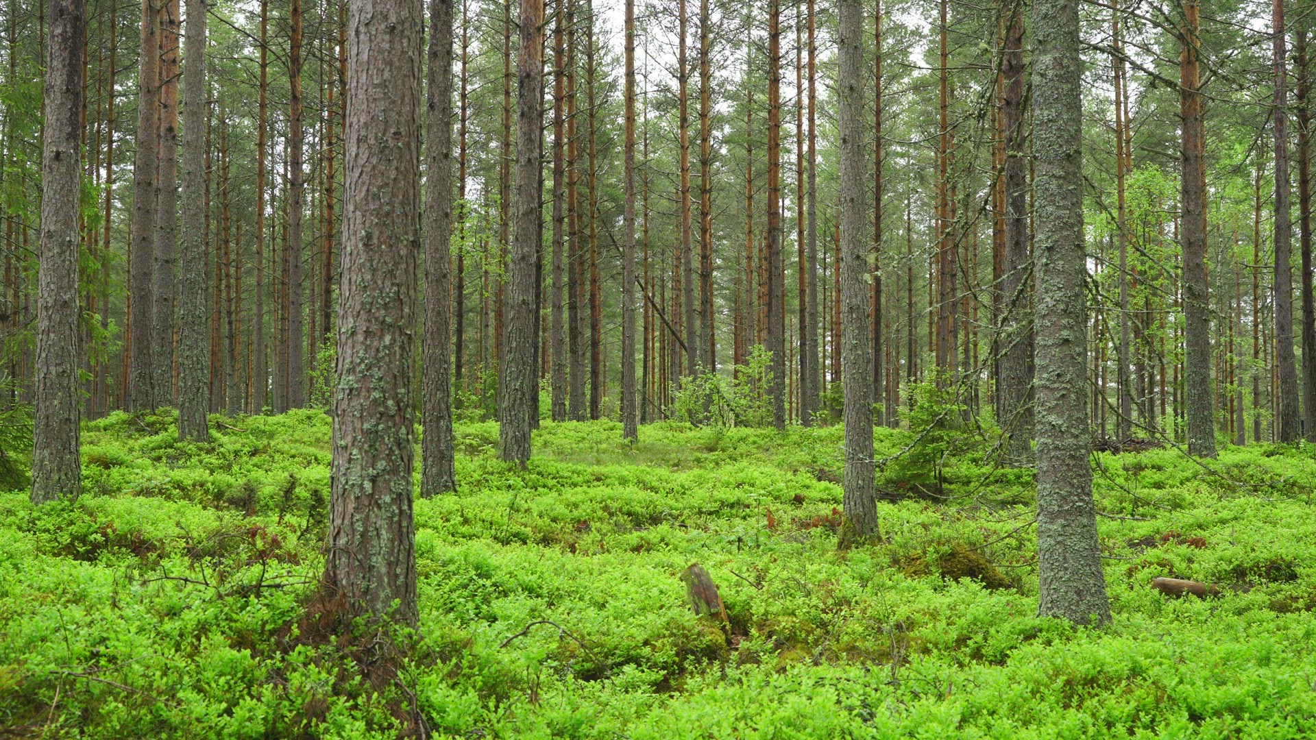 interior swedish forest - camera pan - pine trees