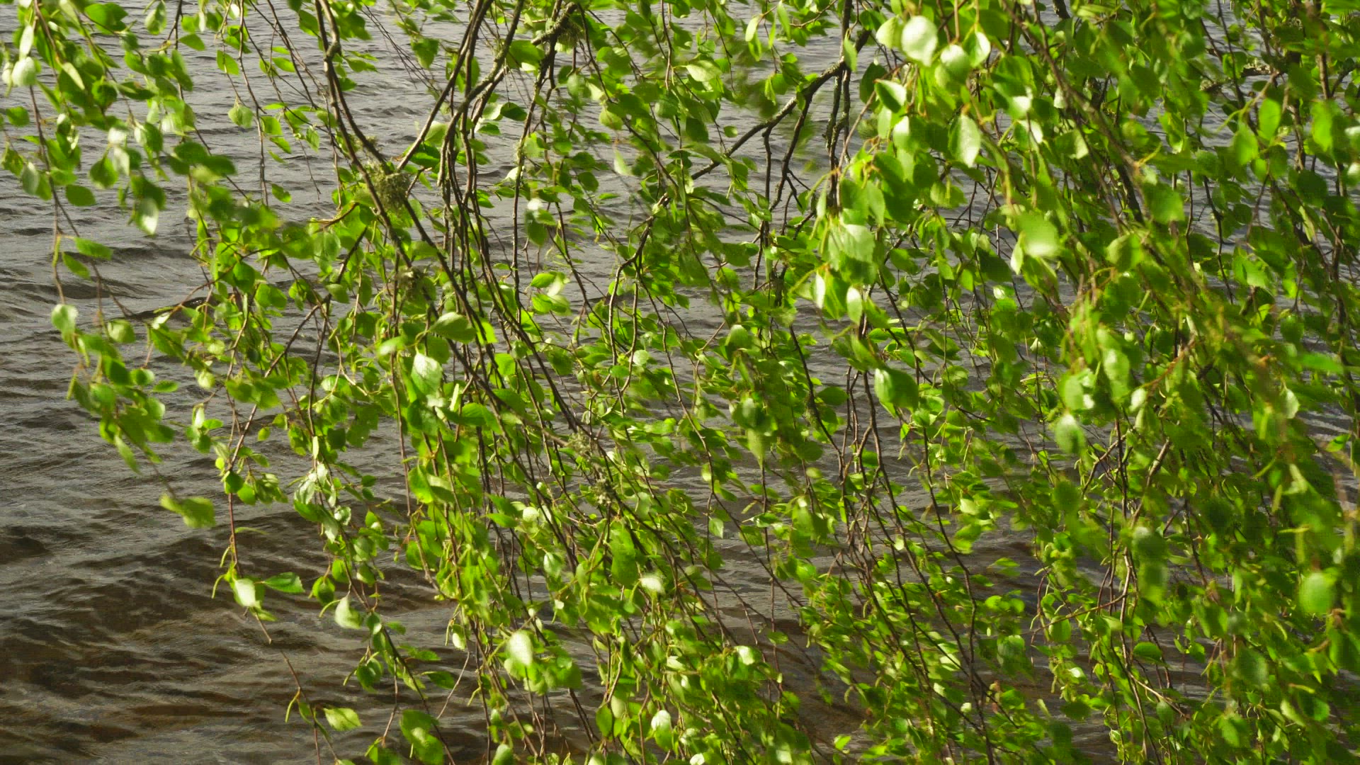 birch tree leaves - waves in lake in background