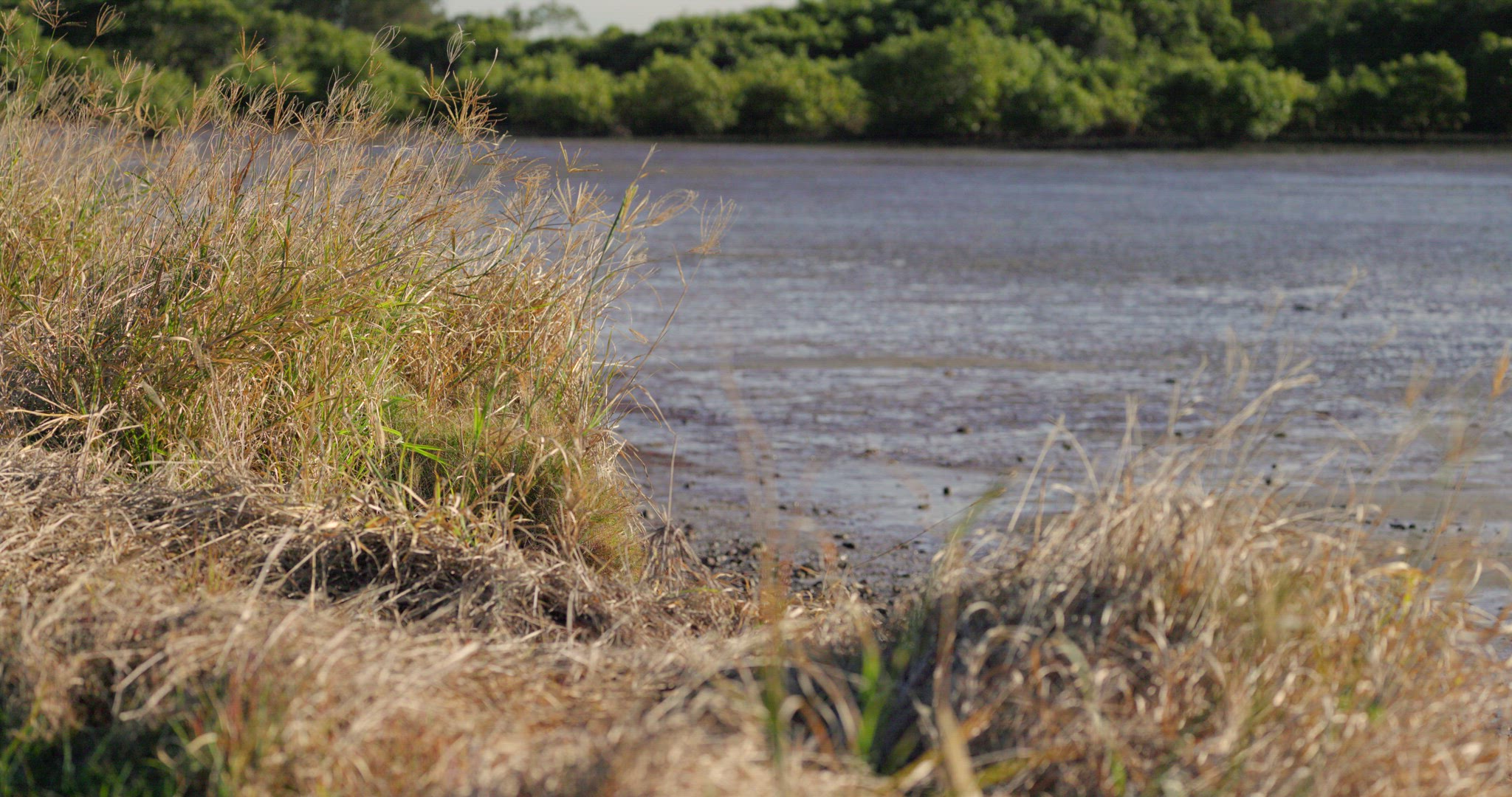Seaside Grass focus foreground to background 8K 12bit RAW ProRes422