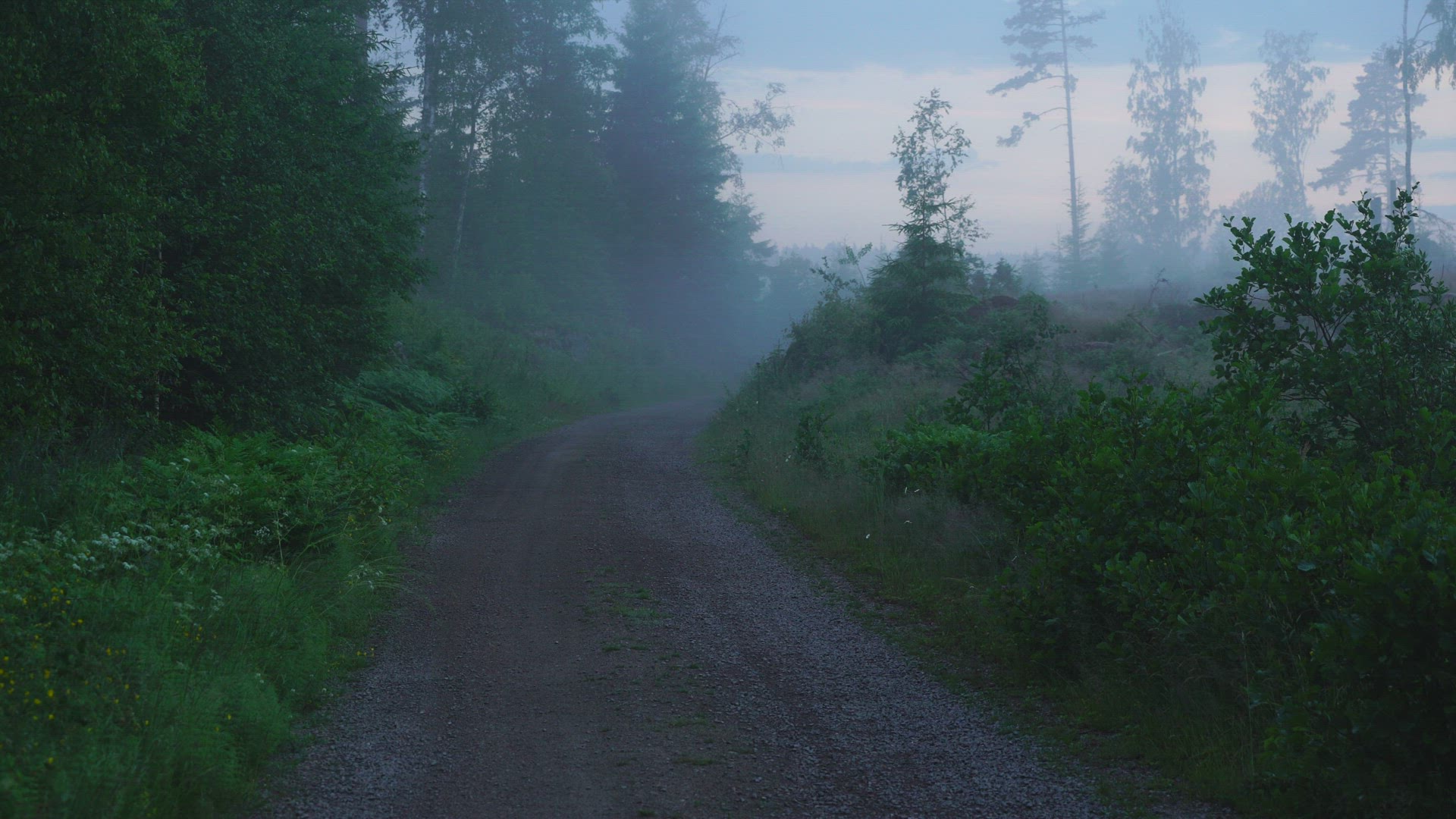 small country road - misty summer evening
