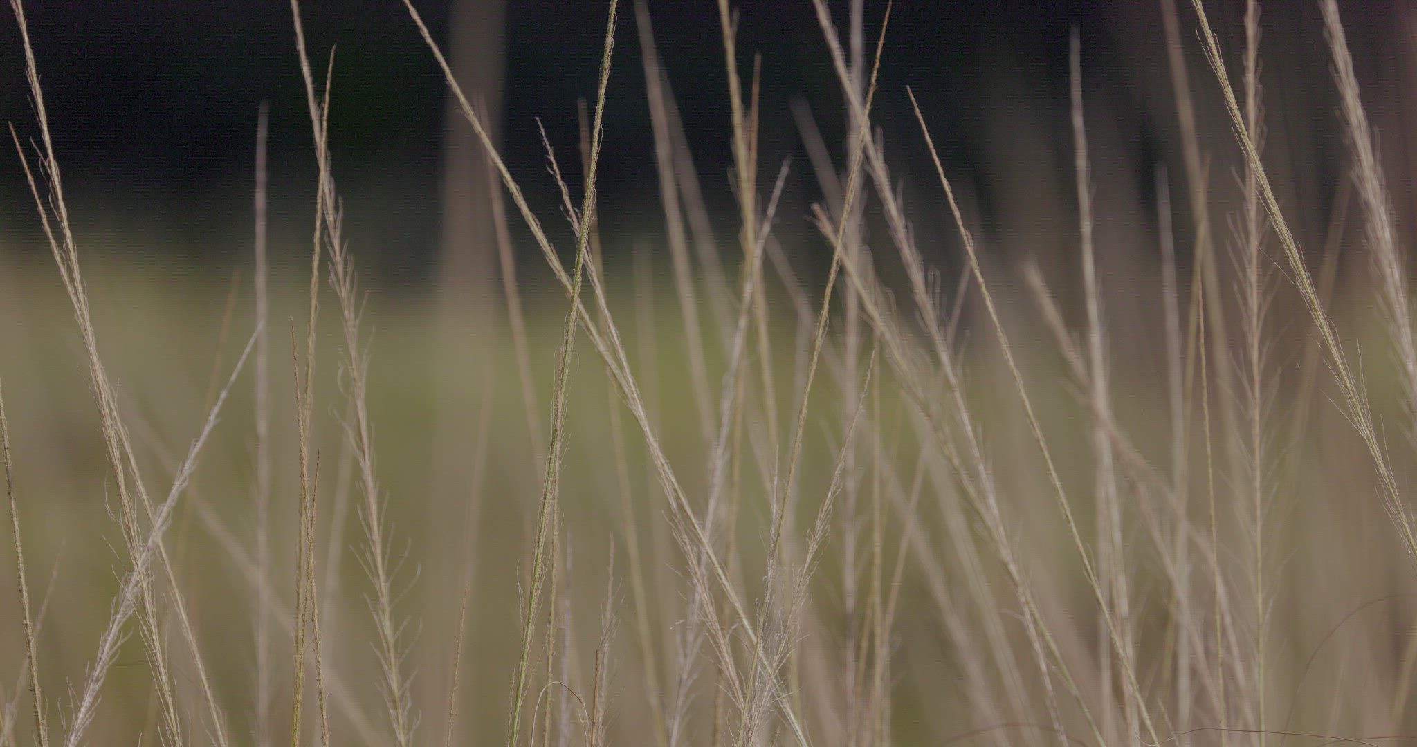 Long thin grass waving in the wind 8k ProRes422