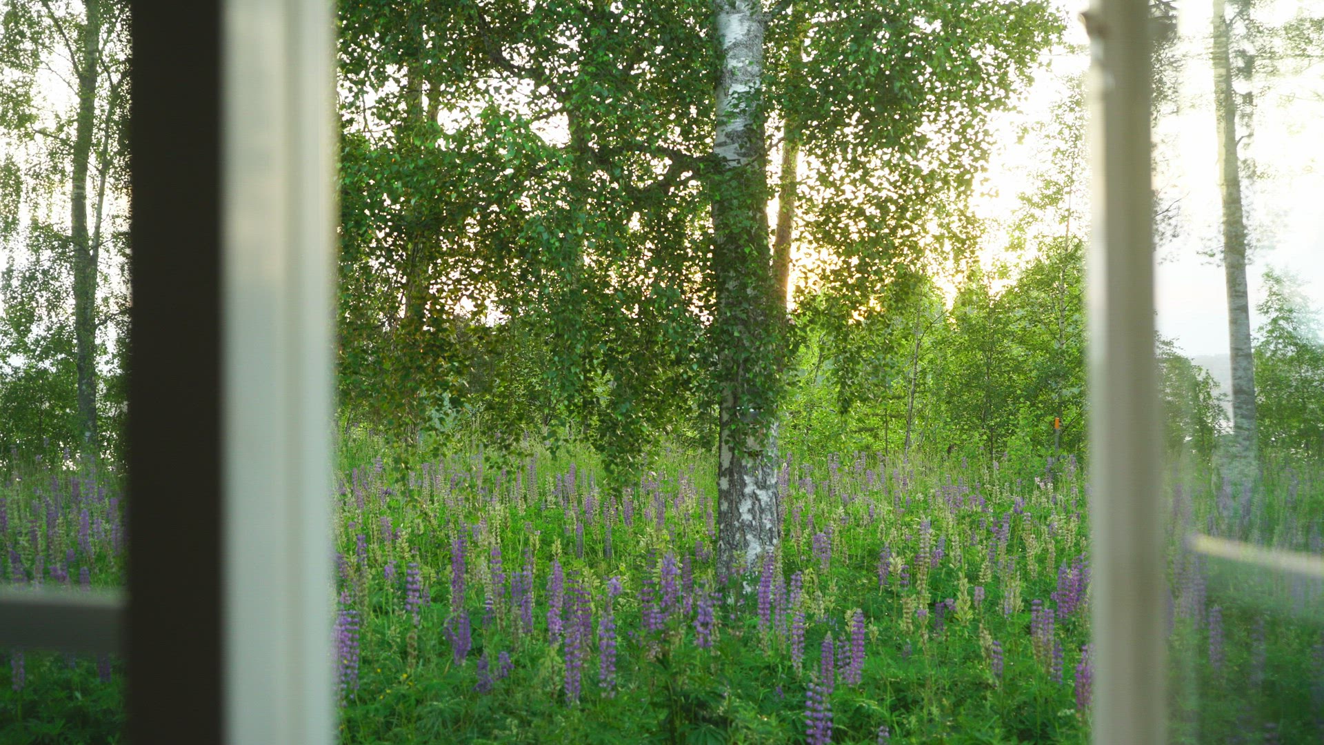 view through open window - swedish summer landscape outside