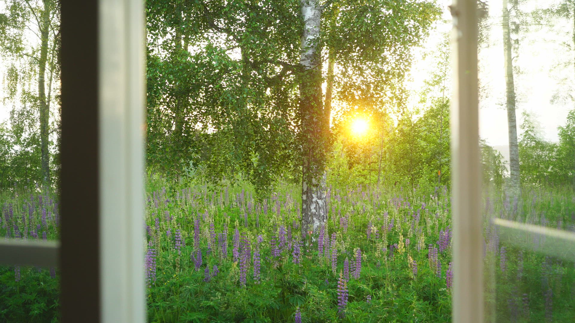view through open window - summer landscape with flowers and trees - sun sets behind trees
