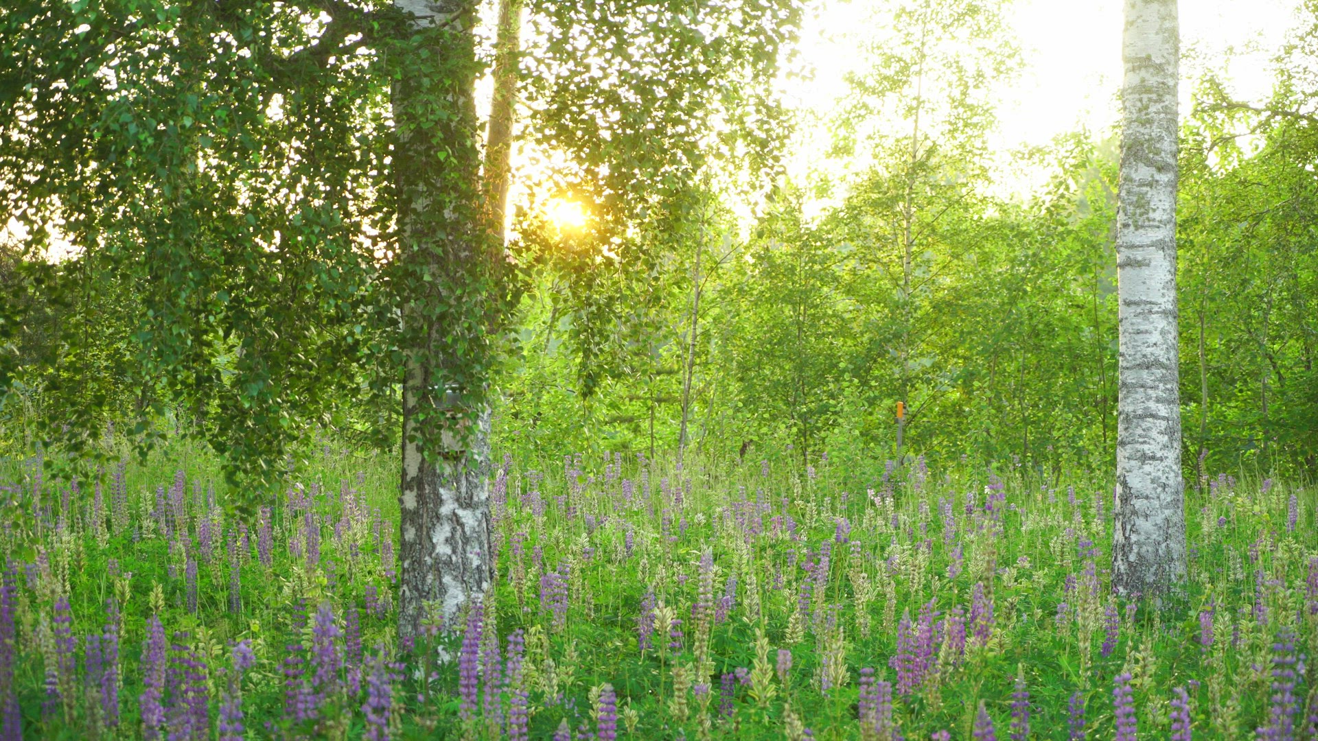 field with flowers - brich trees - sun setting behing leaves in tree - summer evening
