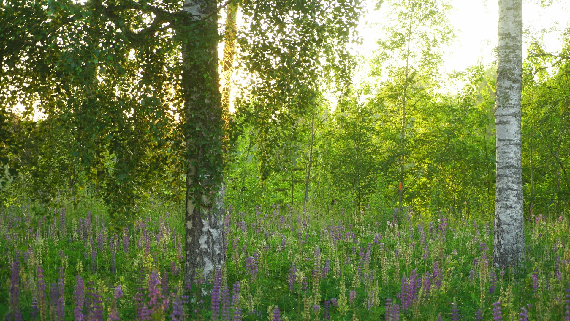 field with flowers - birch trees - sun sets - backlight