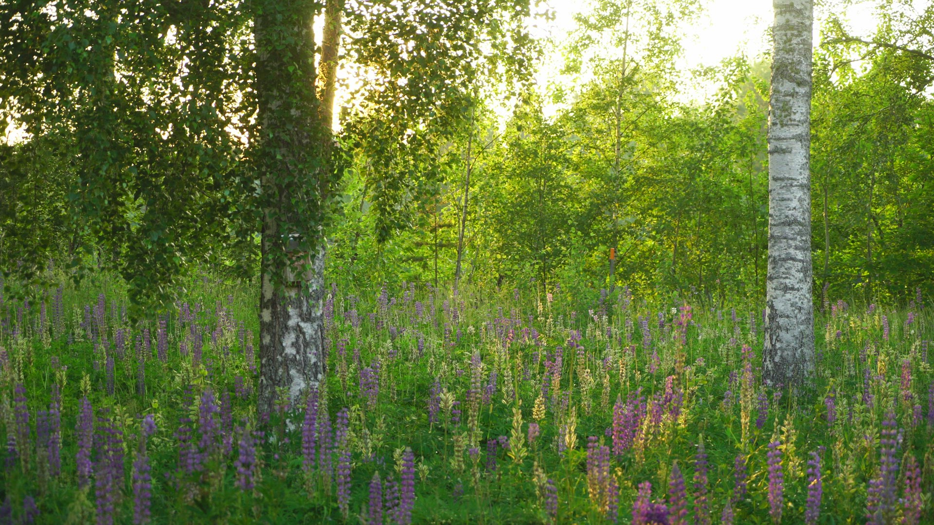 birch trees in field with flowers - sun setting behind trees