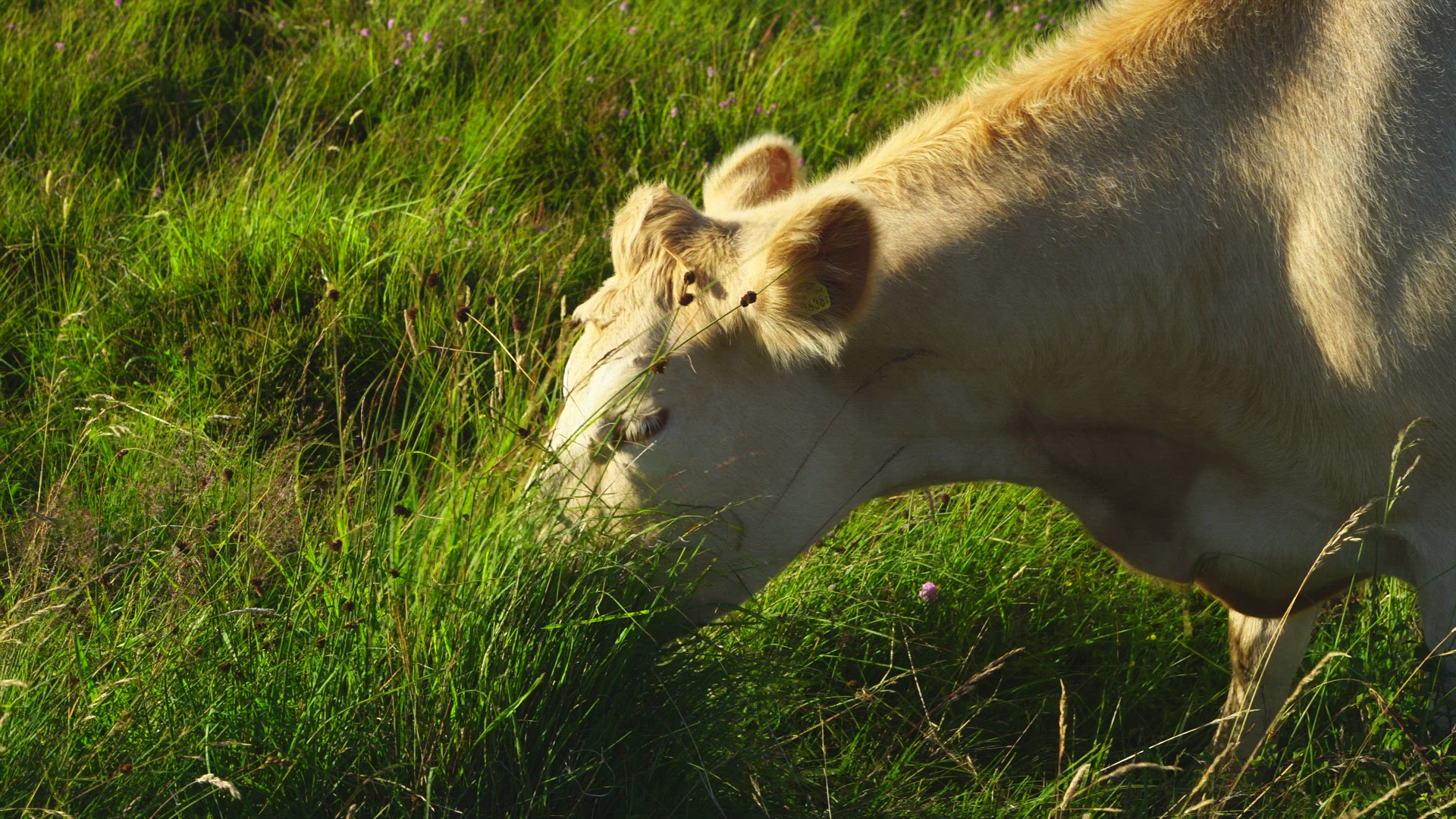 cow eating grass