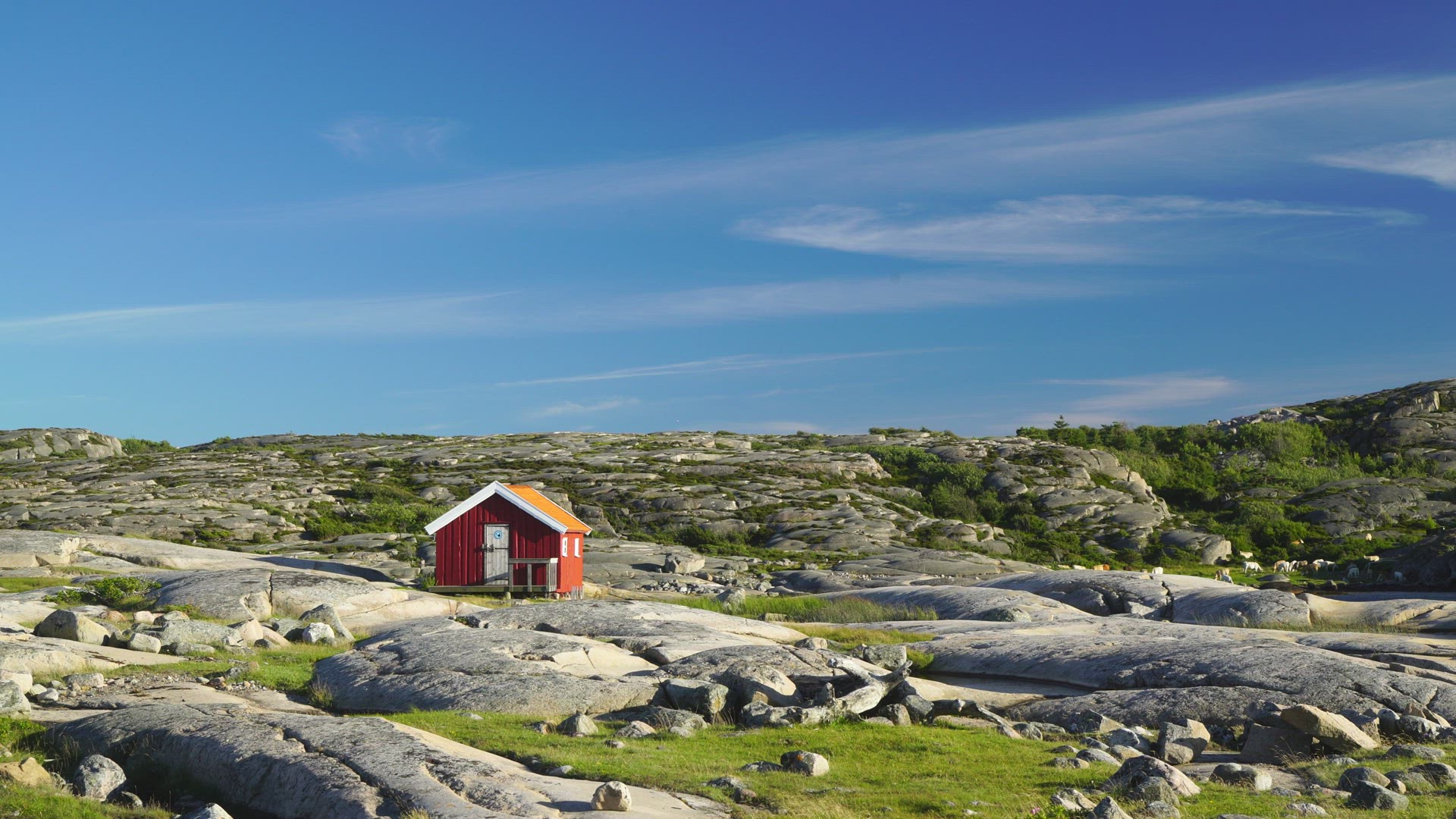 red house among cliffs in coastal landscape in bohuslän - white bird flying