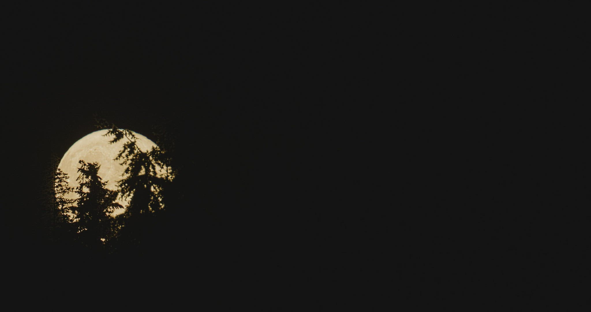 Super moon rising up through forest