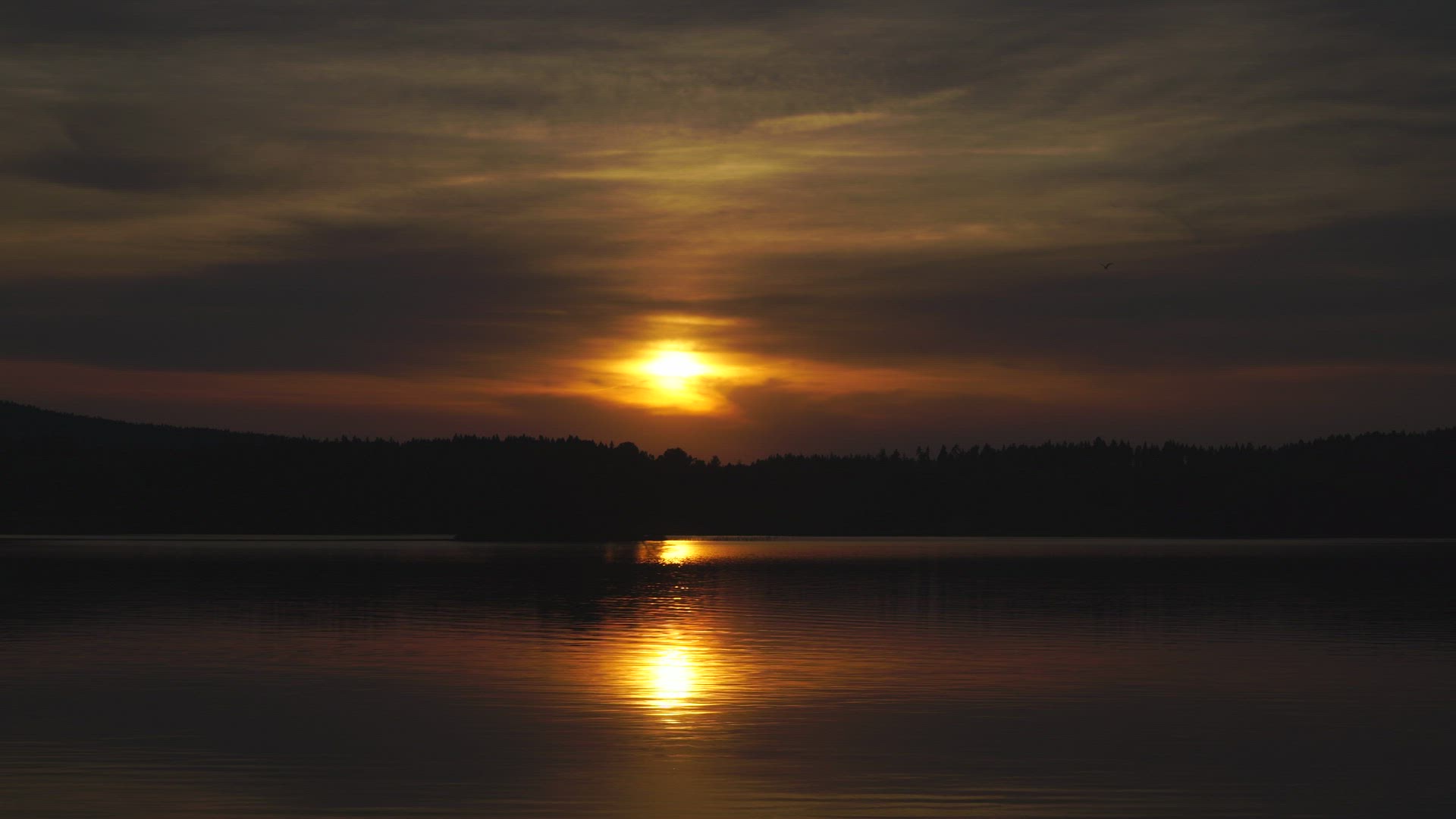 Sunset over lake - sun reflecting in water - seagull flying