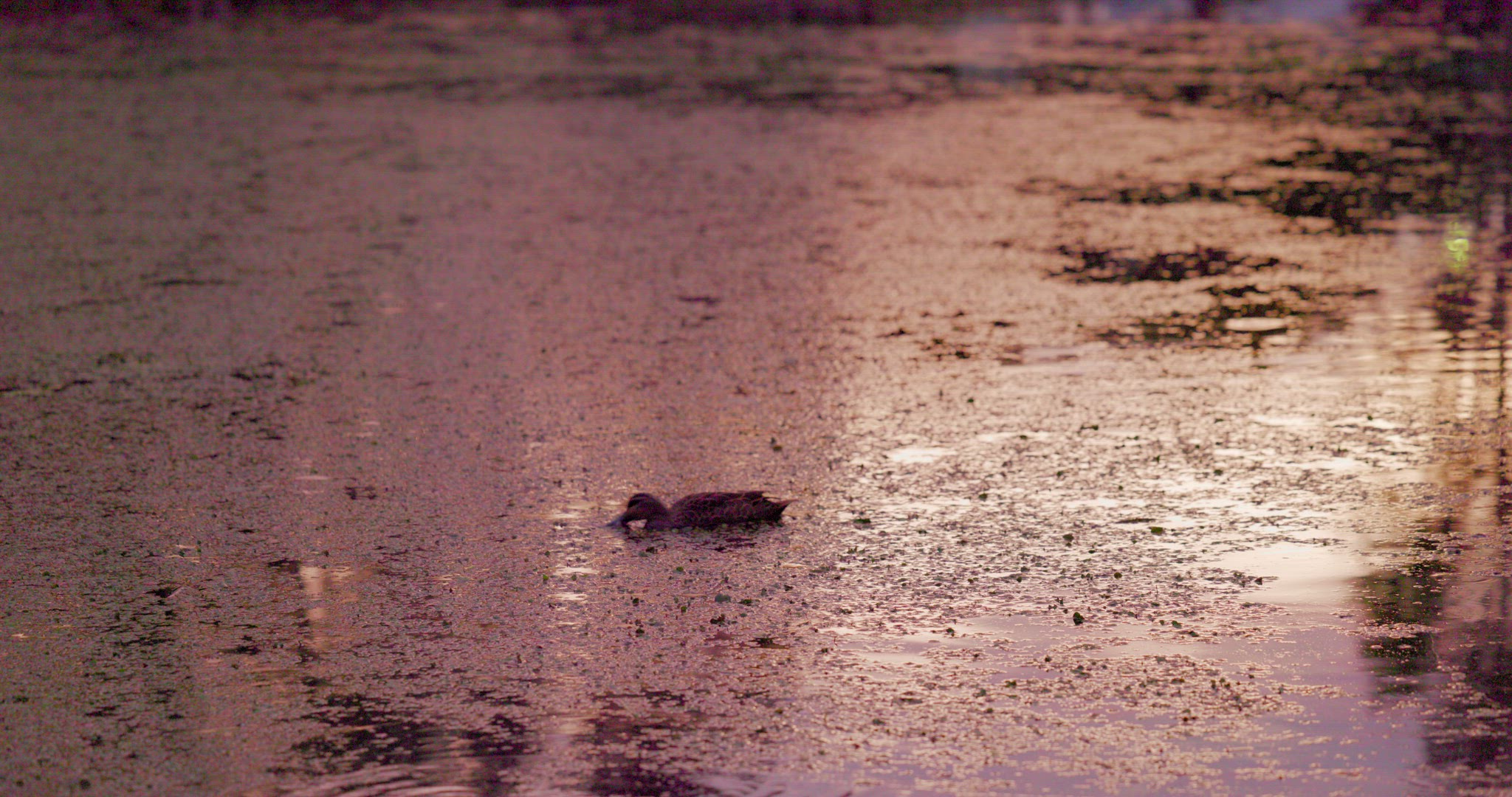 Sunset Ducks