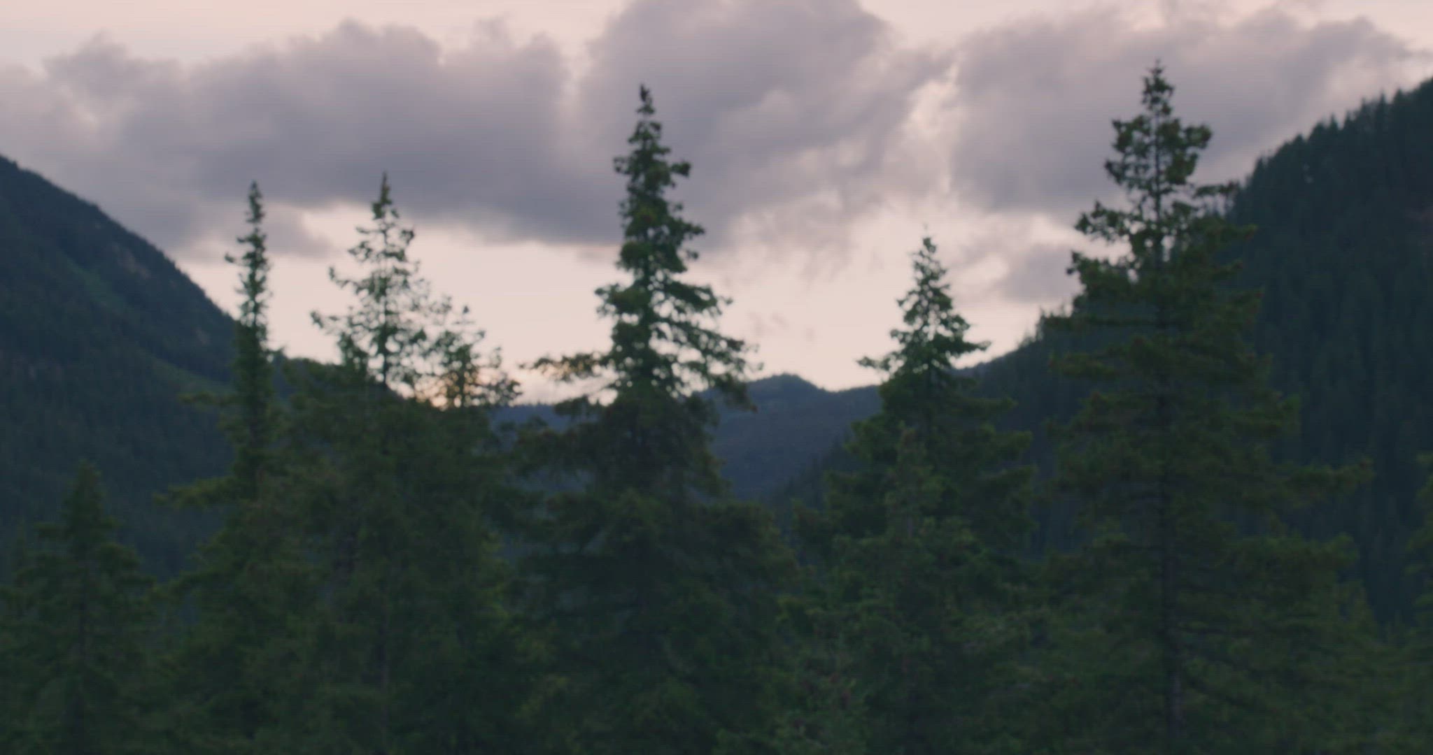 Rack focus on trees in mountains at sunset