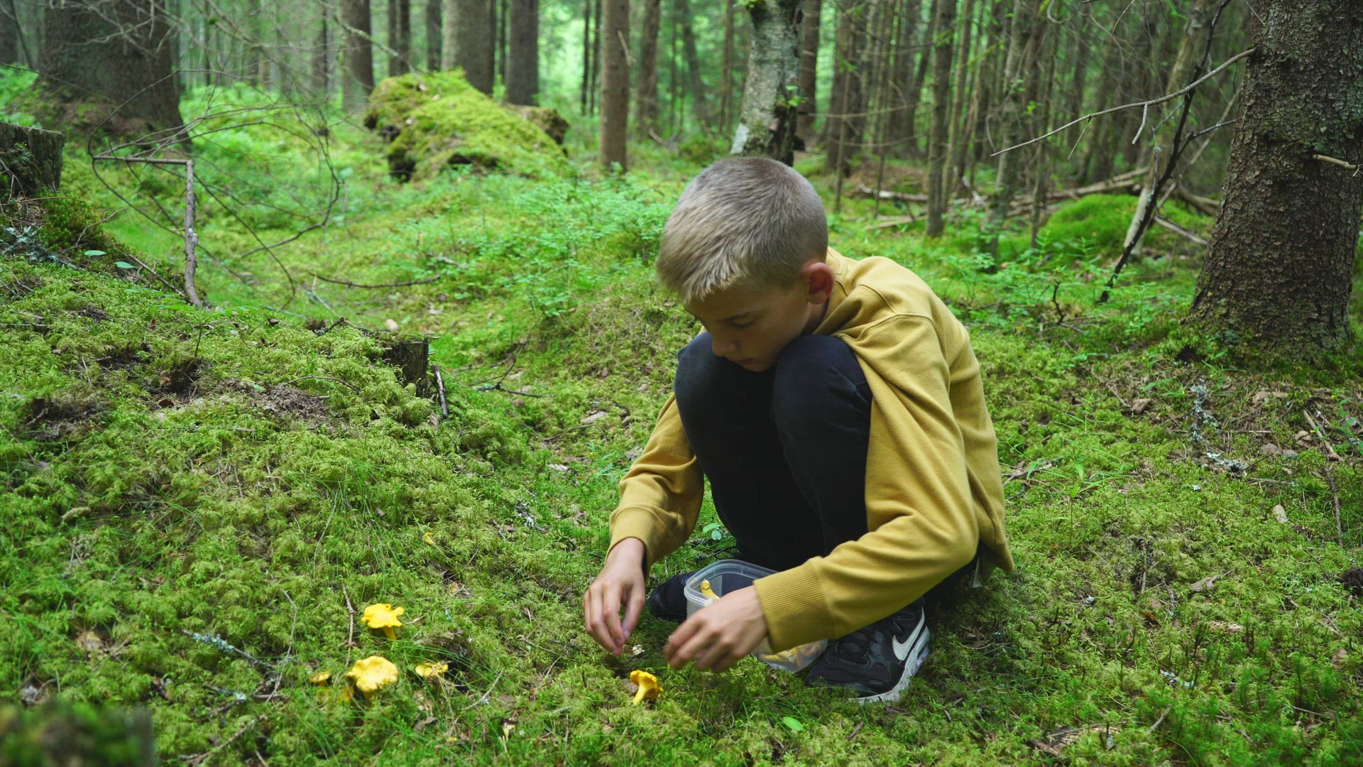 boy sitting in forest picking chanterelles