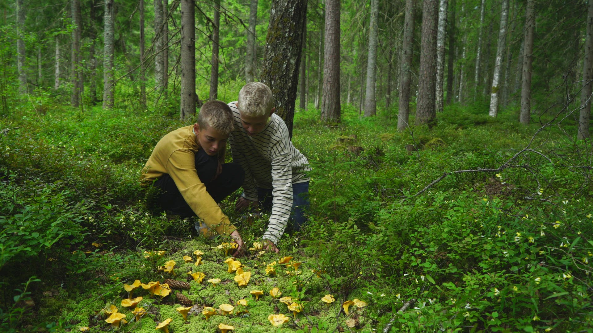 boys picking chanterelles in forest - sponges