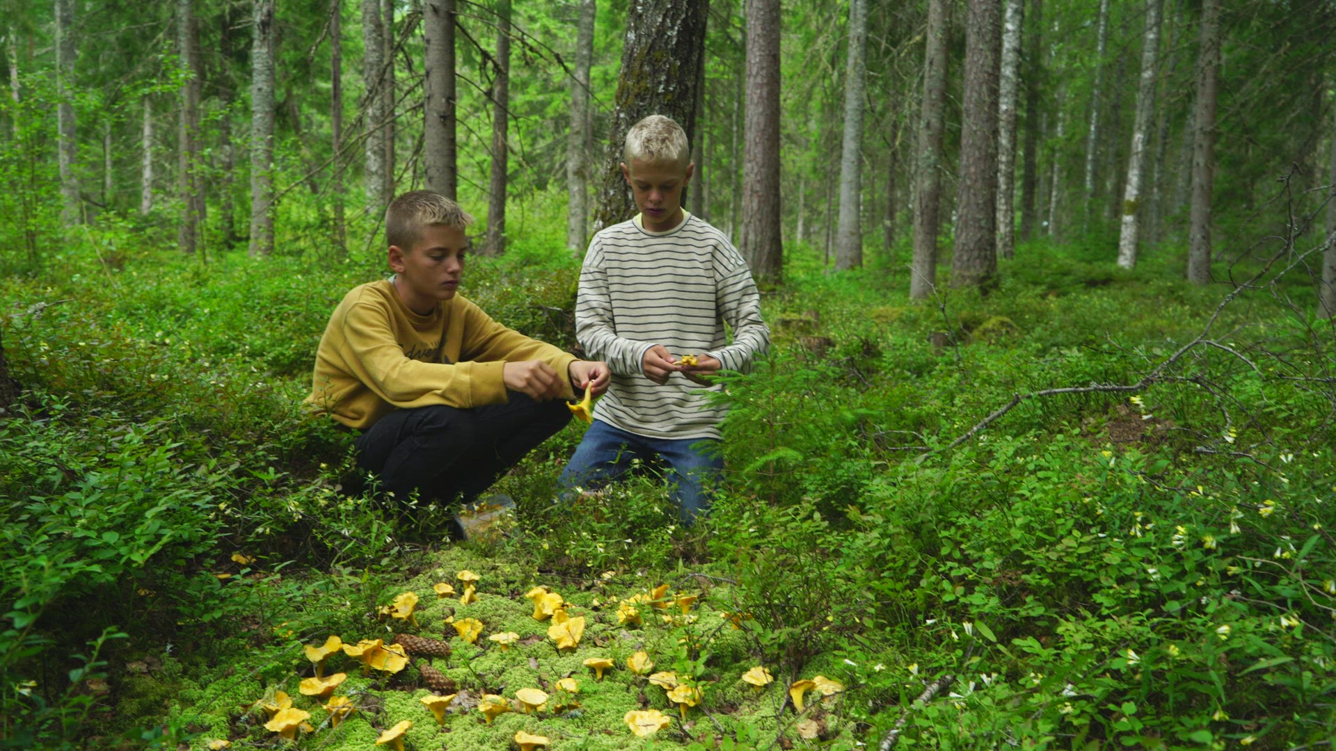 boys picking chantarelles in forest - sponges