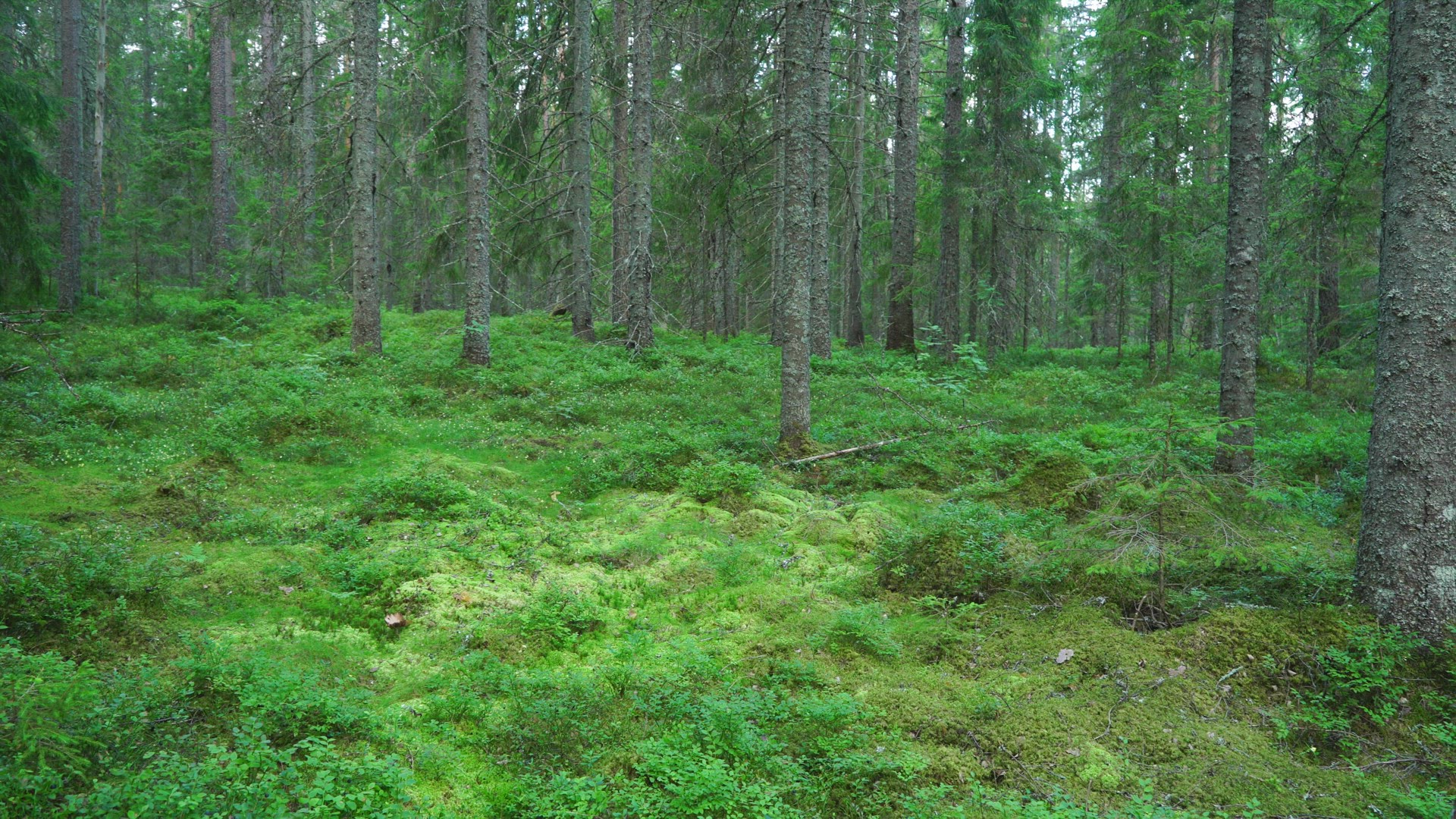 Two boys walking in forest