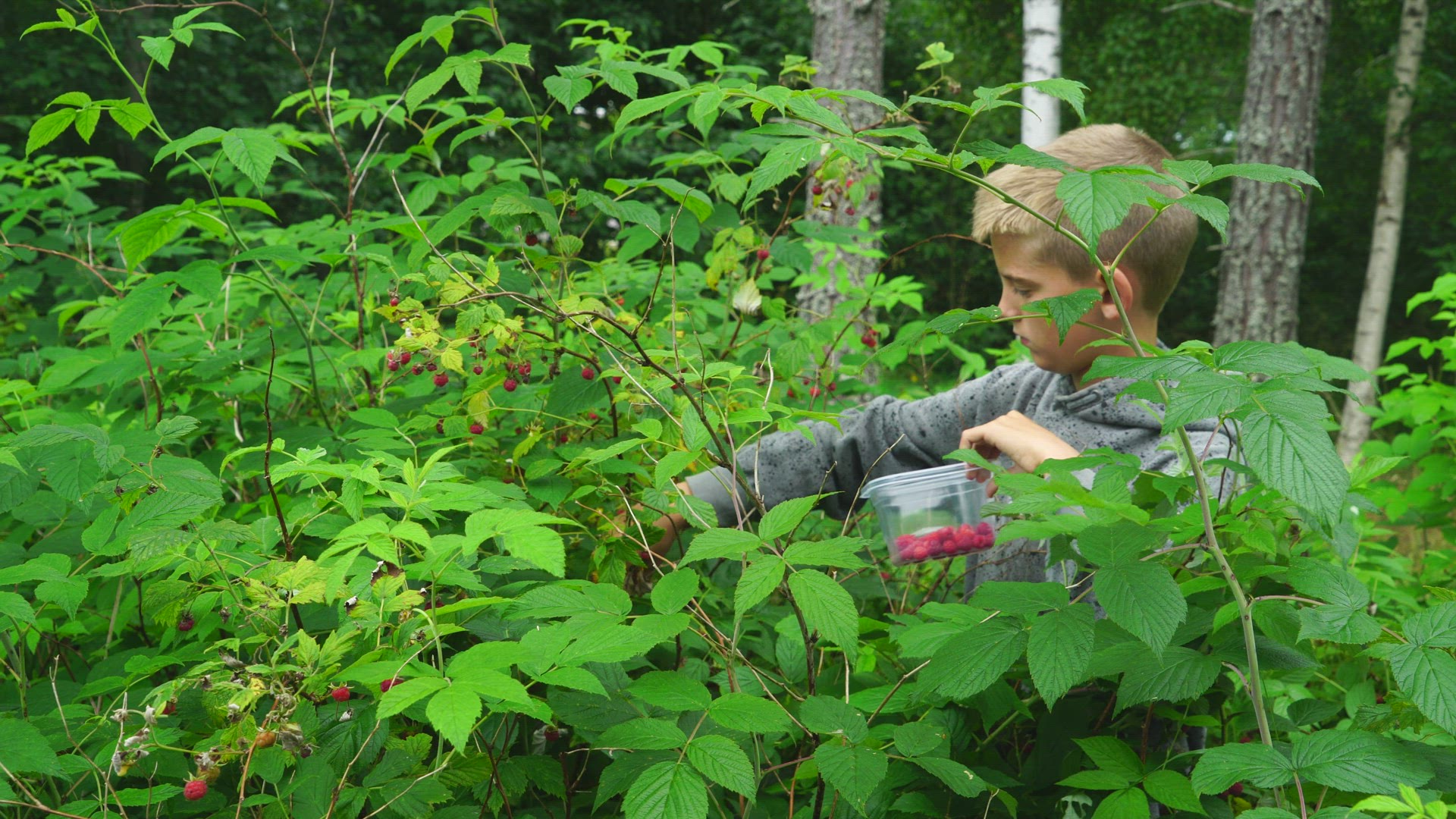 Boy picking wild raspberries