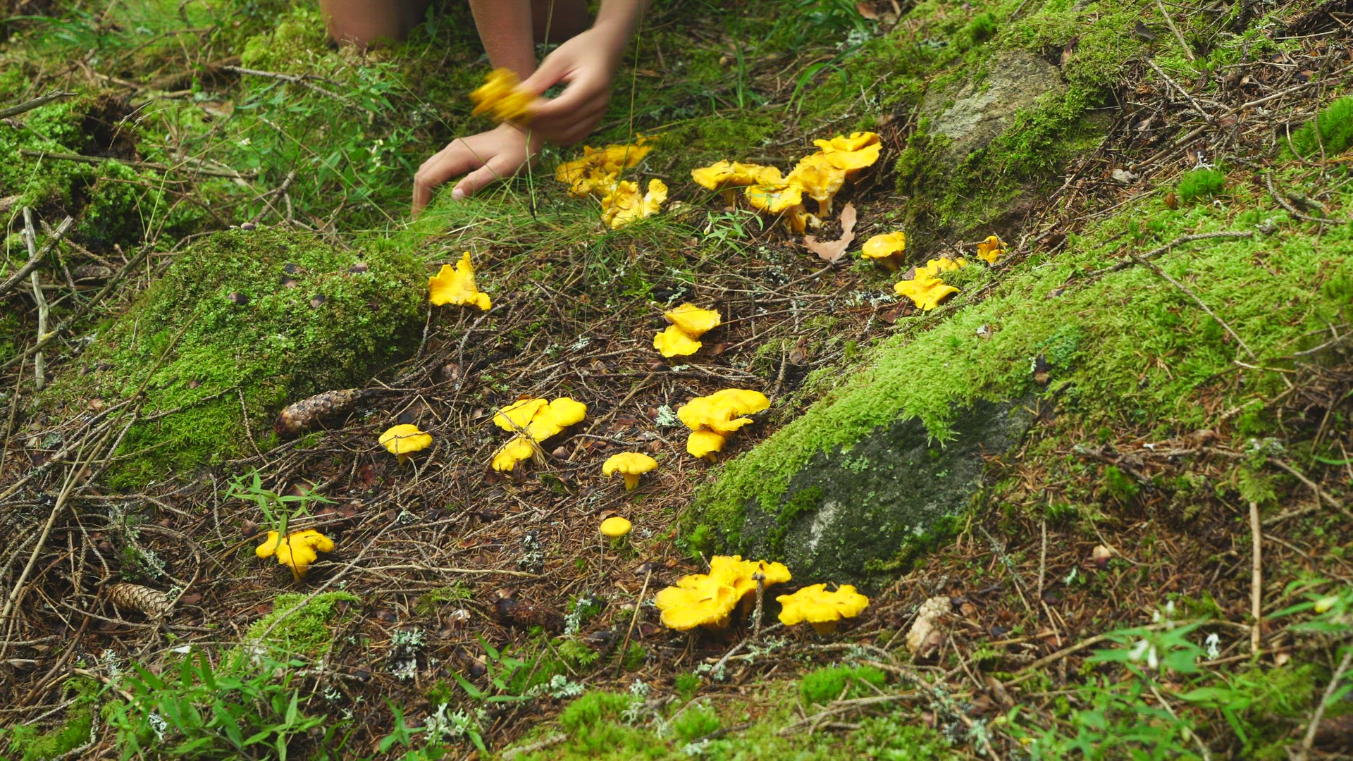 boys hand picking chanterelles in forest