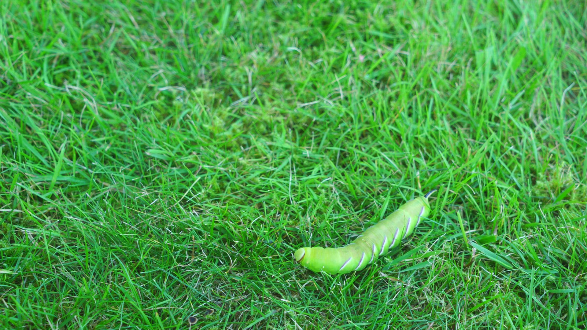 larva in grass