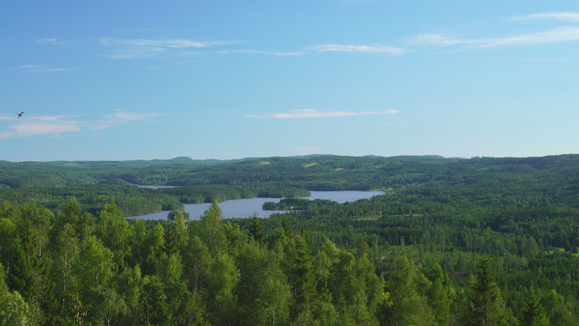 viewpoint view over trees, forests and lake - majestic landscape - bird of prey flying