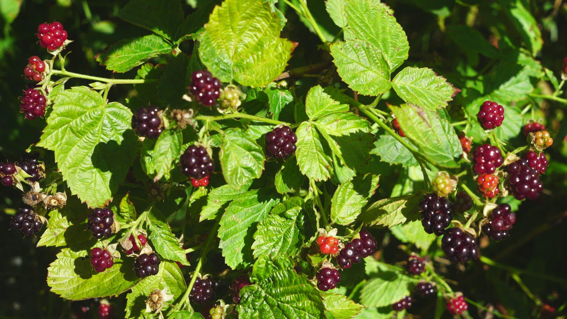 bramble - brambleberries