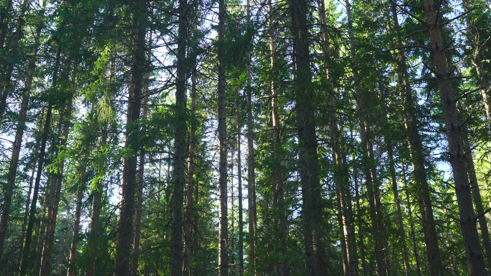 pan trees in swedish forest 