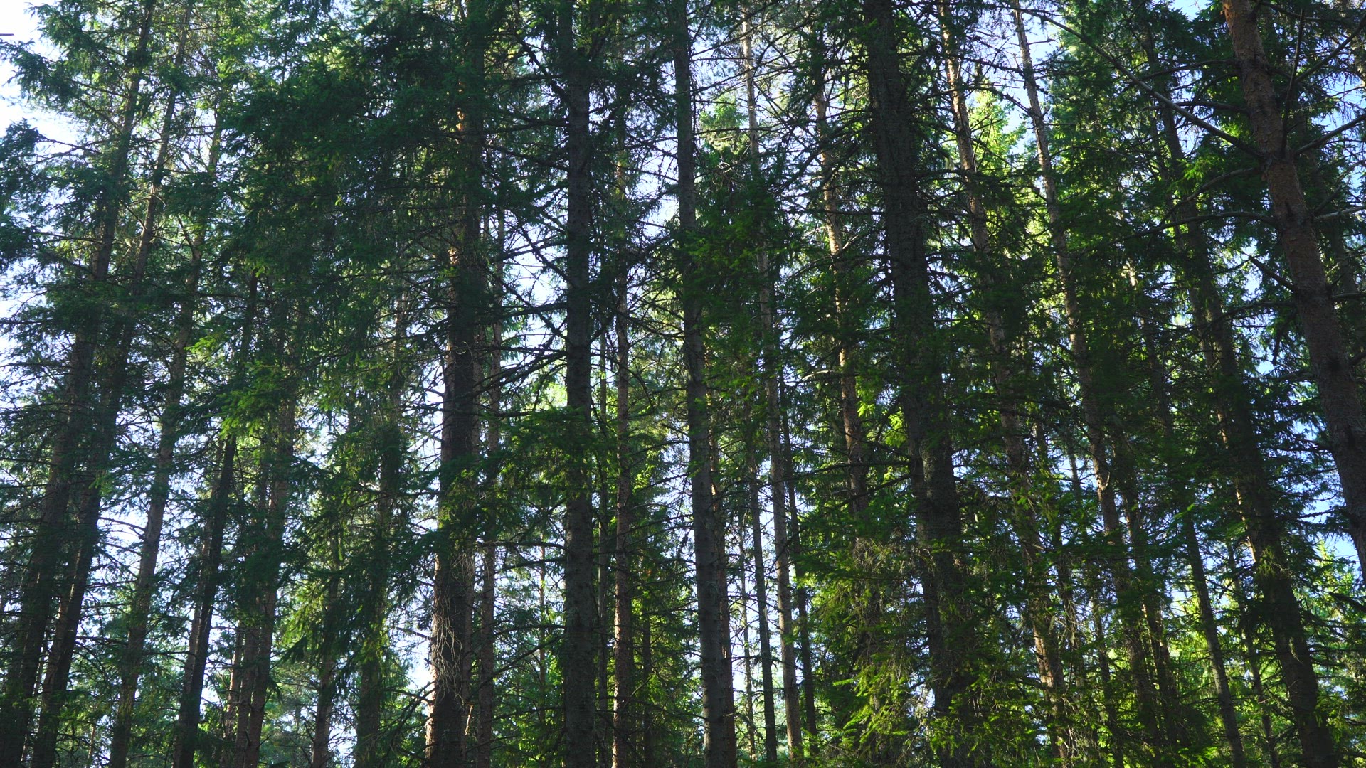 interior forest - haze - sun - pan