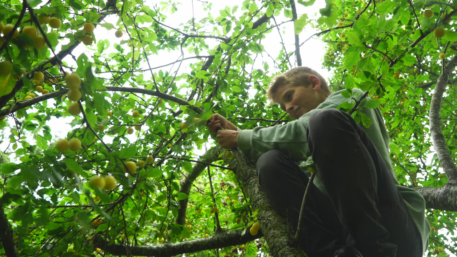 boy in plum tree - shaking branches - damson