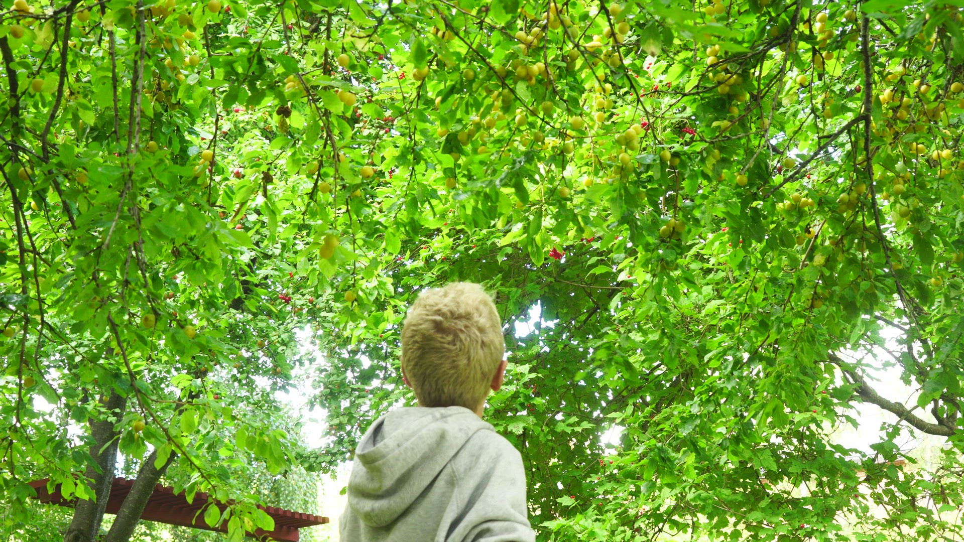 boy picking plums - damson - from tree